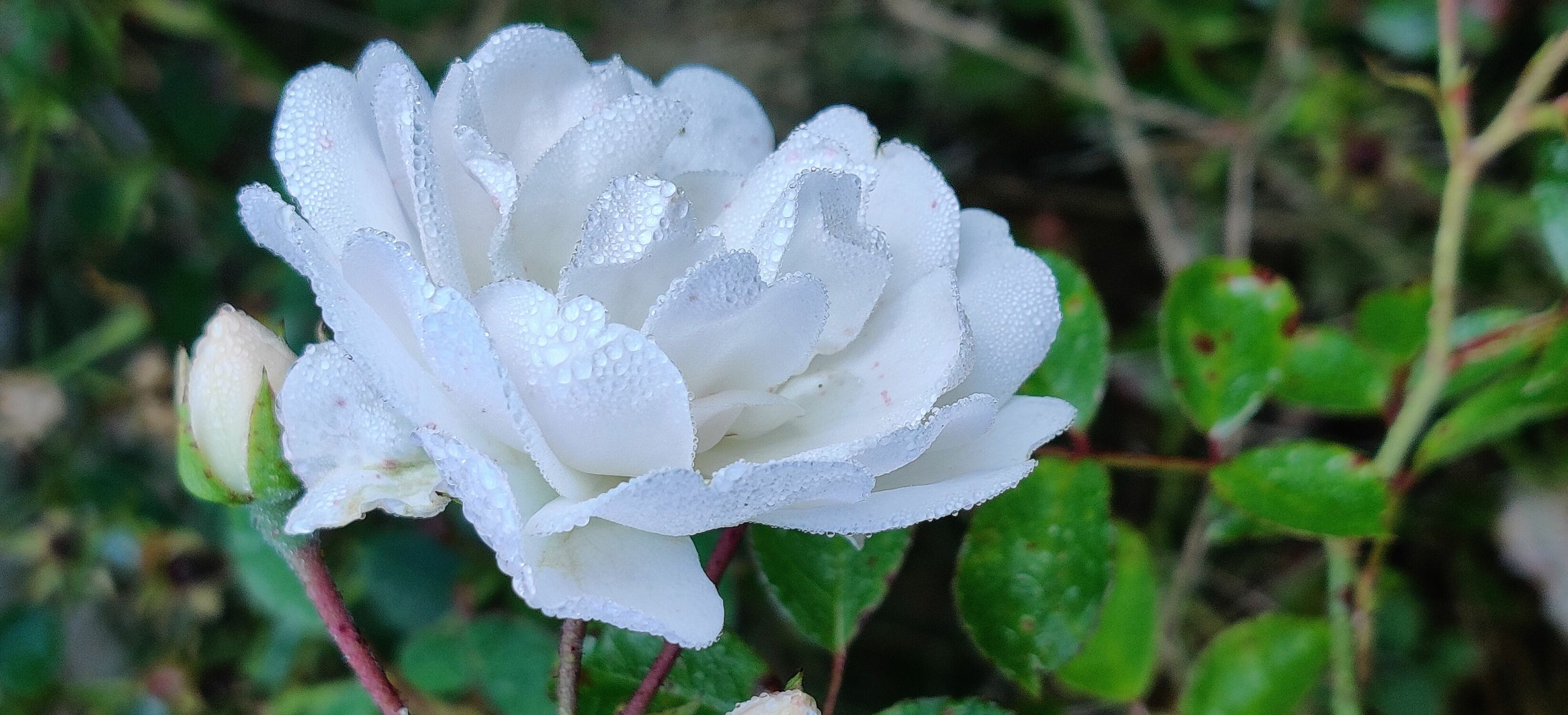 Bild mit Weiß, Rosenblüte, Taupropfen