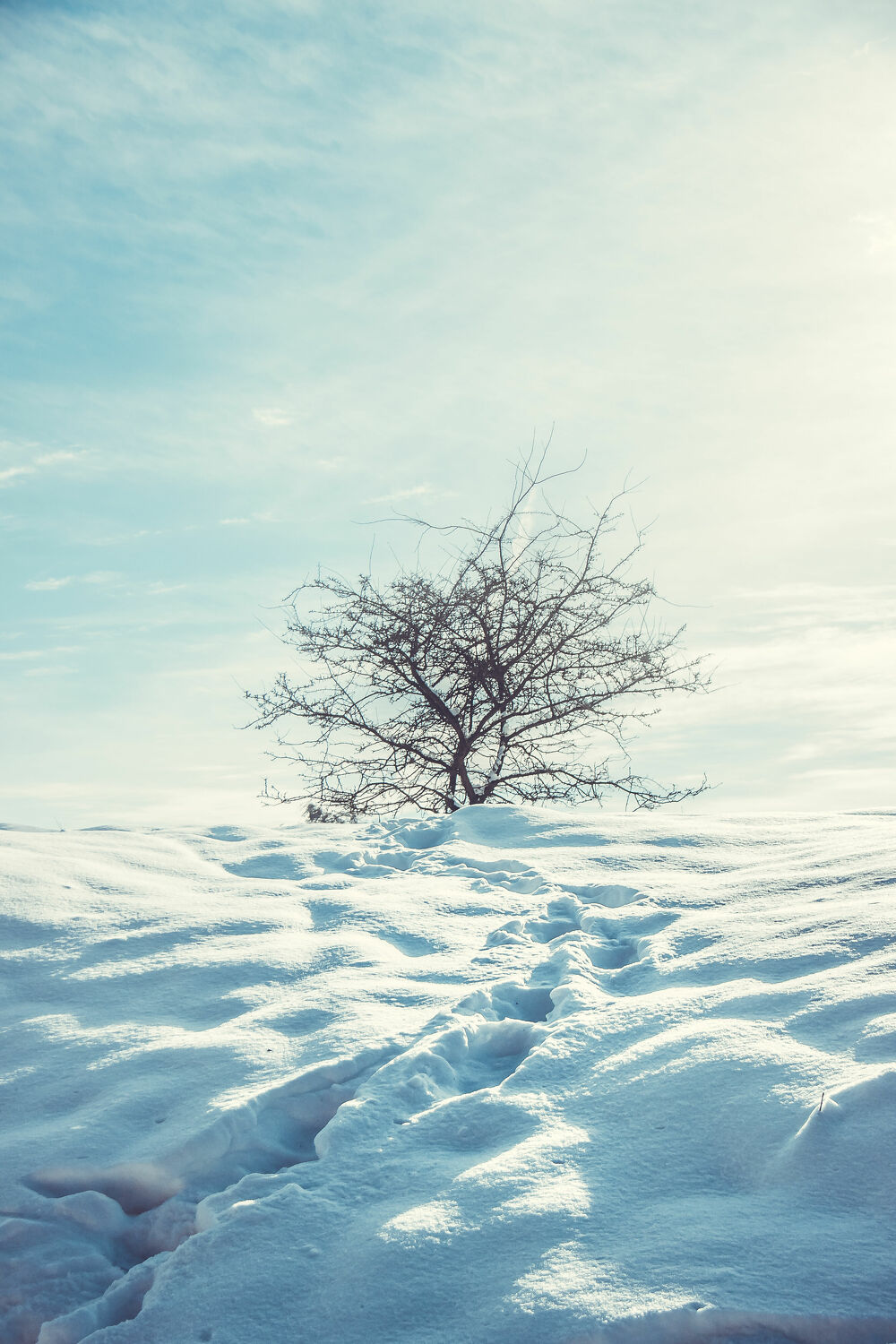 Bild mit Schnee, Landschaften & Natur, Winterlandschaften, Naturlandschaften, Landscape & Nature, Schneespuren, Wintertag, Schneedecke, Winterruhe