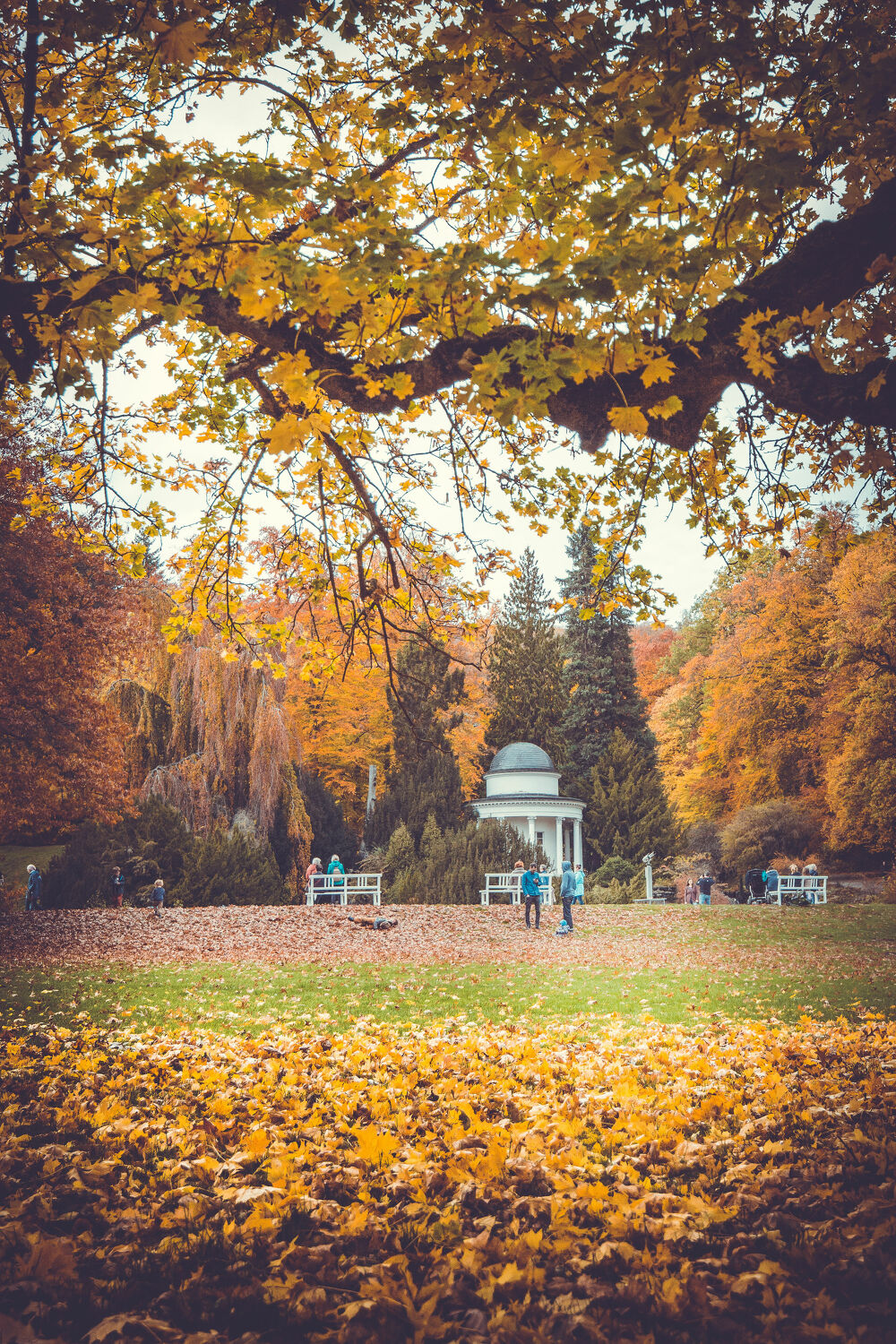 Bild mit Waldblick, Stadt Impressionen, Stadtpark, Parkanlage, Goldener Herbst, Herbststimmung, Ruheort, Herbstidylle, Spazierwege, Spaziergänger