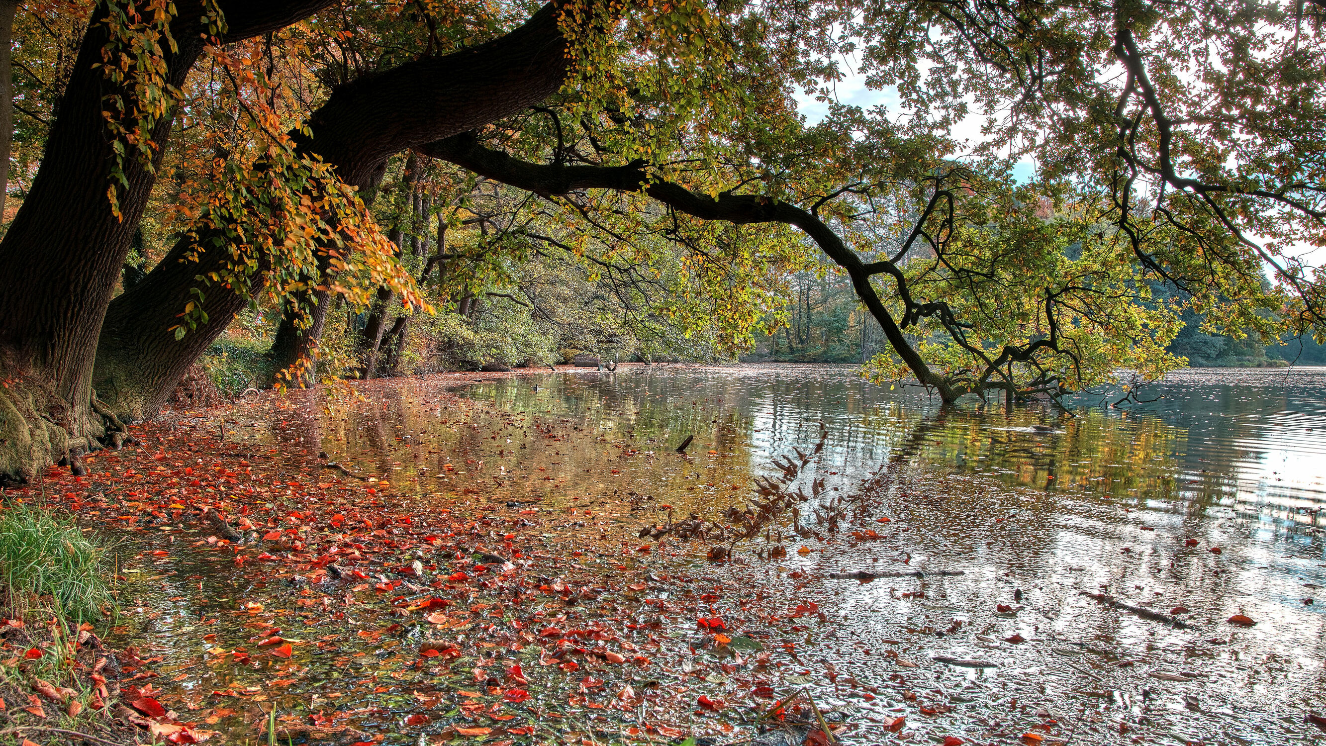 Bild mit Natur, Bäume, Herbst, Wald, Blätter, Landschaft, Herbstblätter, Herbststimmung, Goldener Oktober