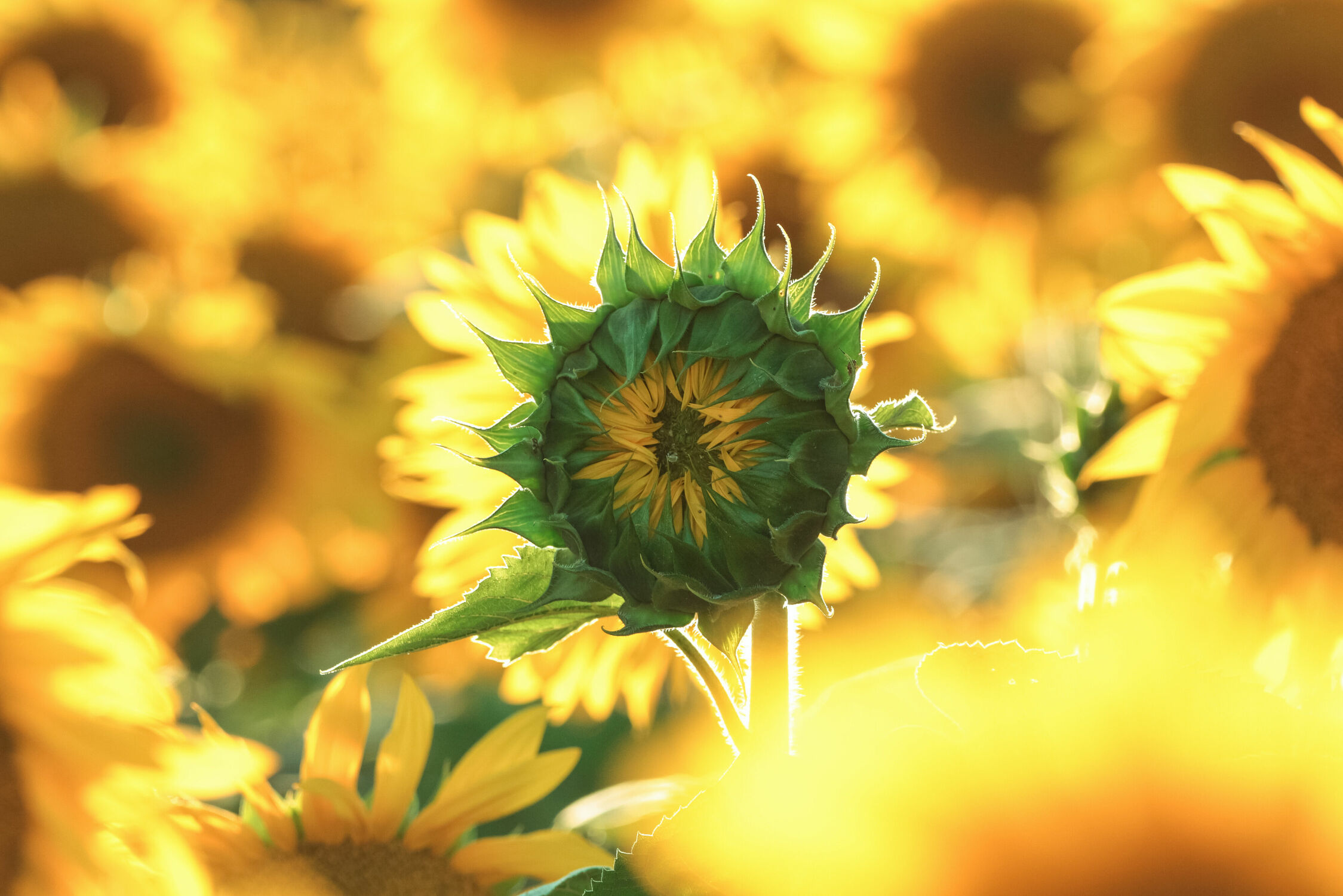 Bild mit Blumen, Sonnenblumen, Flower, Flower, Sonnenblume, Sunflower, Feldblume, nahaufnahme, Sonnenblumenfeld