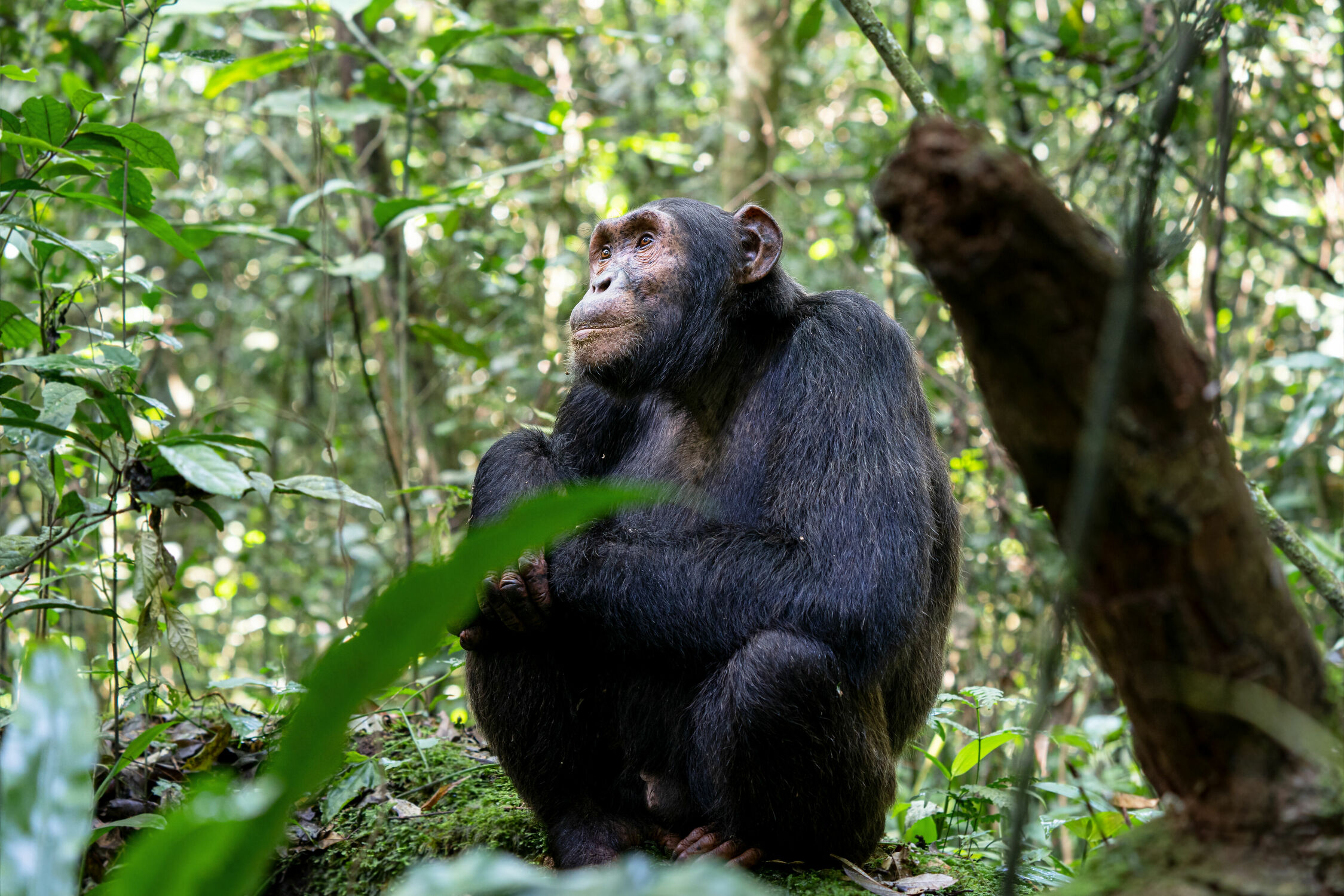 Bild mit Tiere, Natur, Nationalparks, Menschenaffen, Schimpansen, Fauna, Reisen, Afrika, Wildlife, Uganda