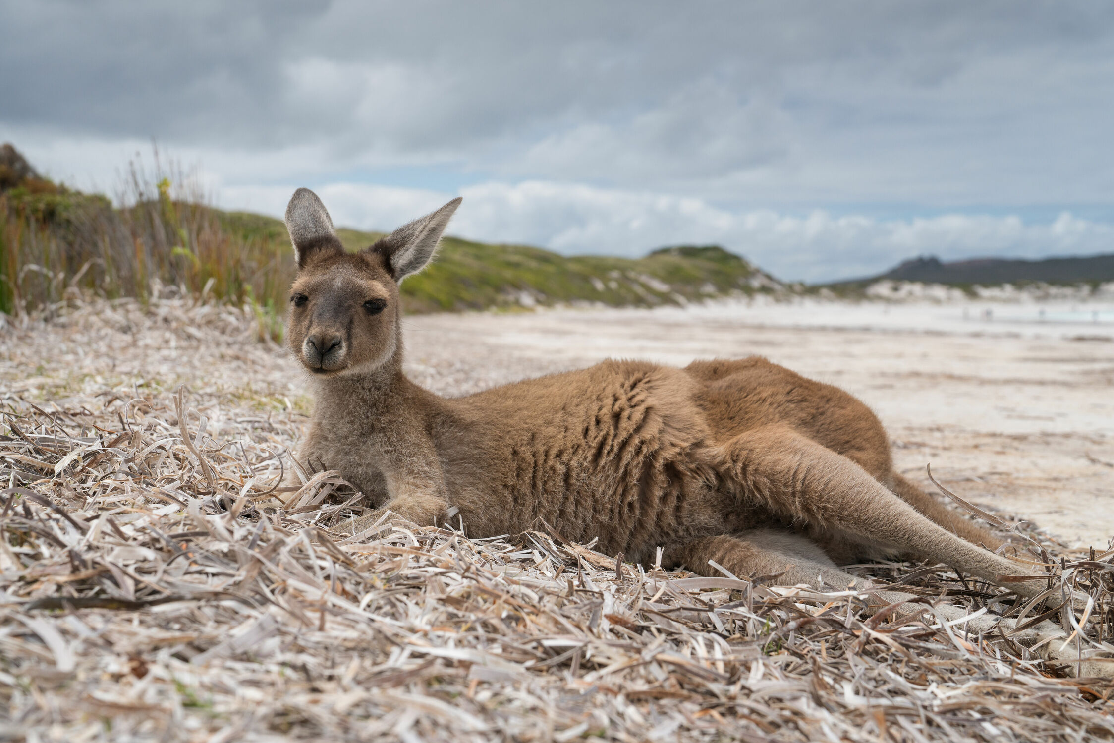 Bild mit Tiere, Säugetiere, Nationalparks, Strand, Fauna, Reisen, Australien, Känguru, Western Australia, Cape Le Grand