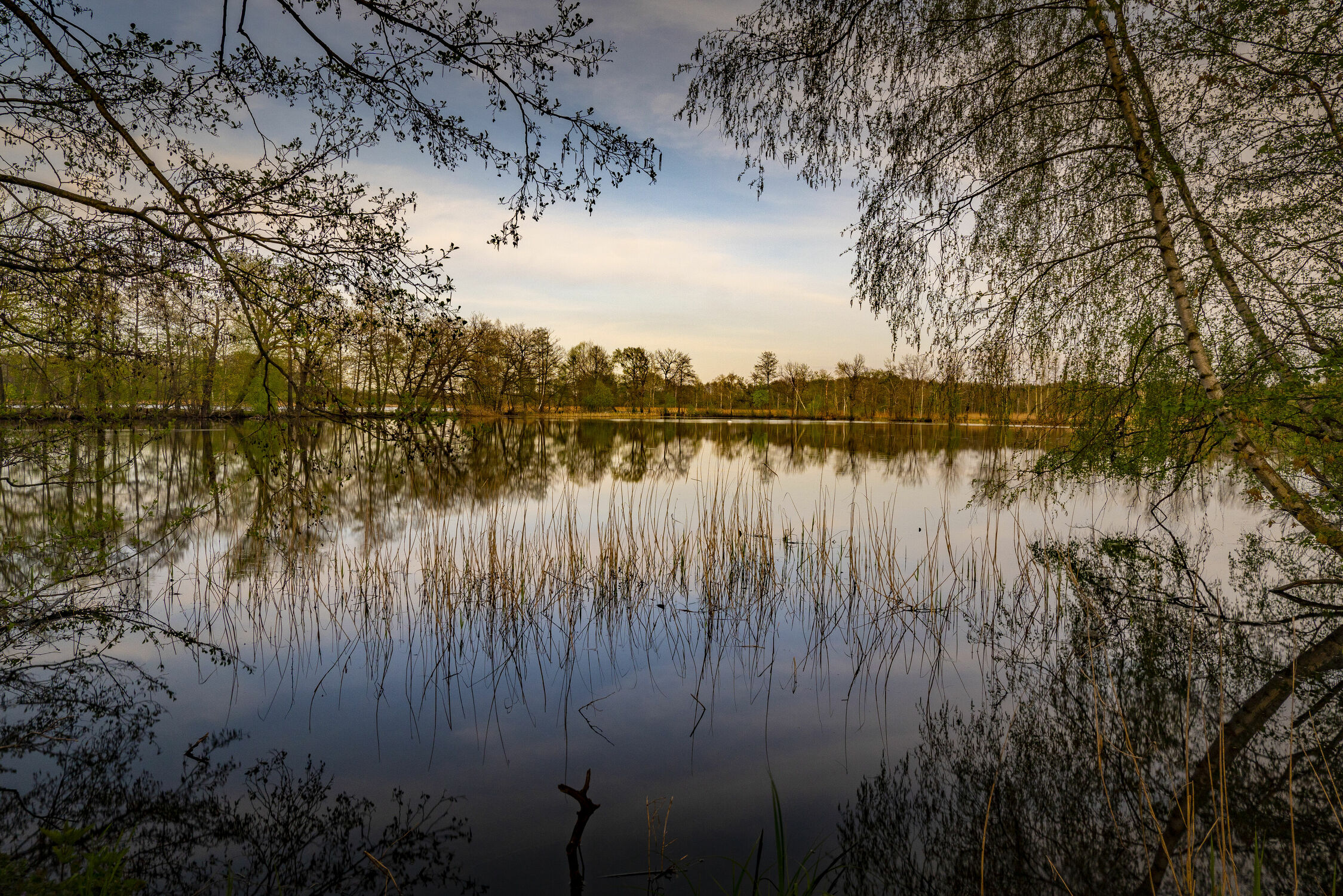 Bild mit Natur, Wasser, Bäume, Landschaft, Teich, Fischteiche, Sachsen, Oberlausitzer Heide und Teichgebiet, Teichgebiet Milkel, Lausitz