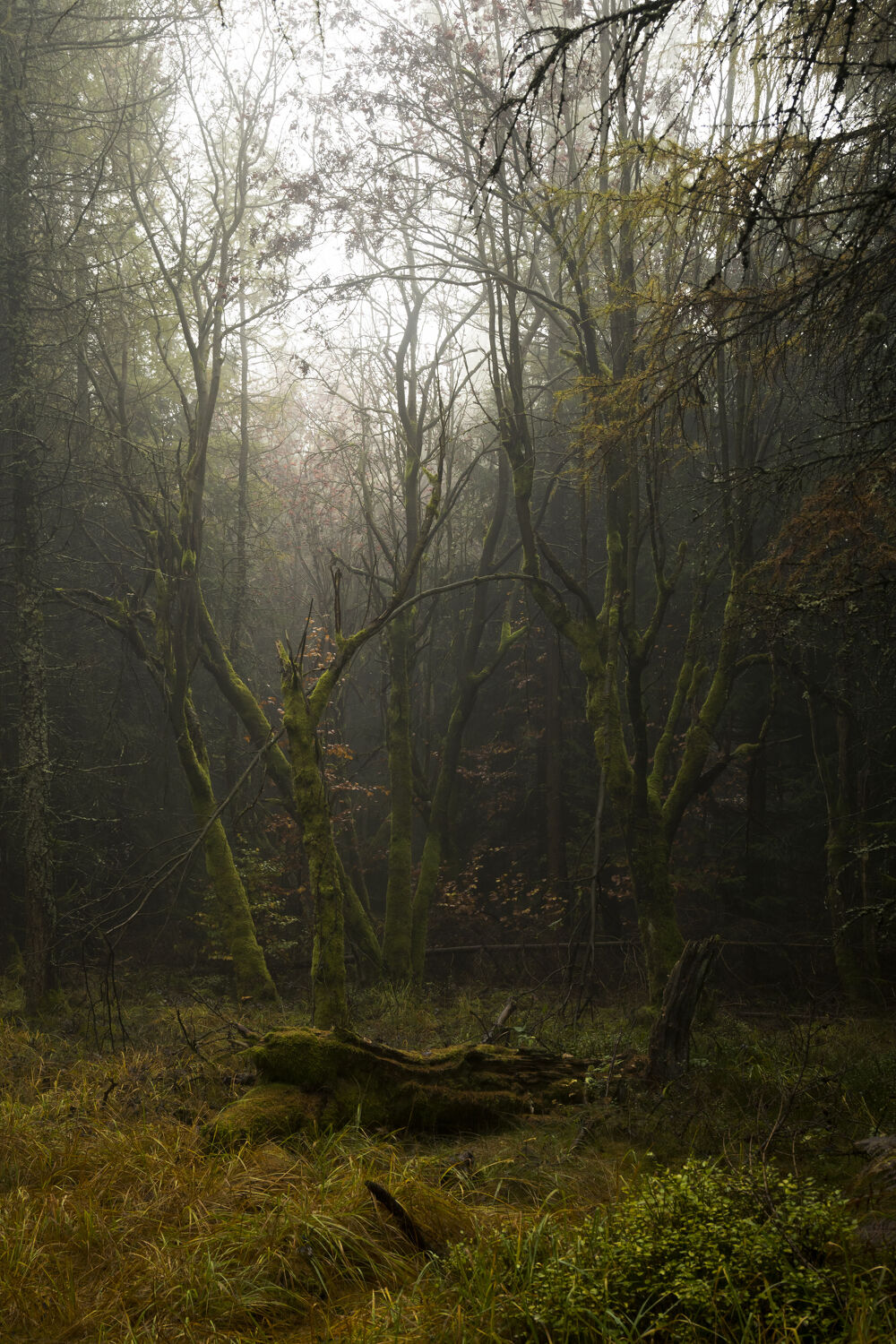 Bild mit Natur, Holz, Herbst, Nebel, Wald, Landschaft, Gras, dunkel, mystisch, Lausitzer Gebirge