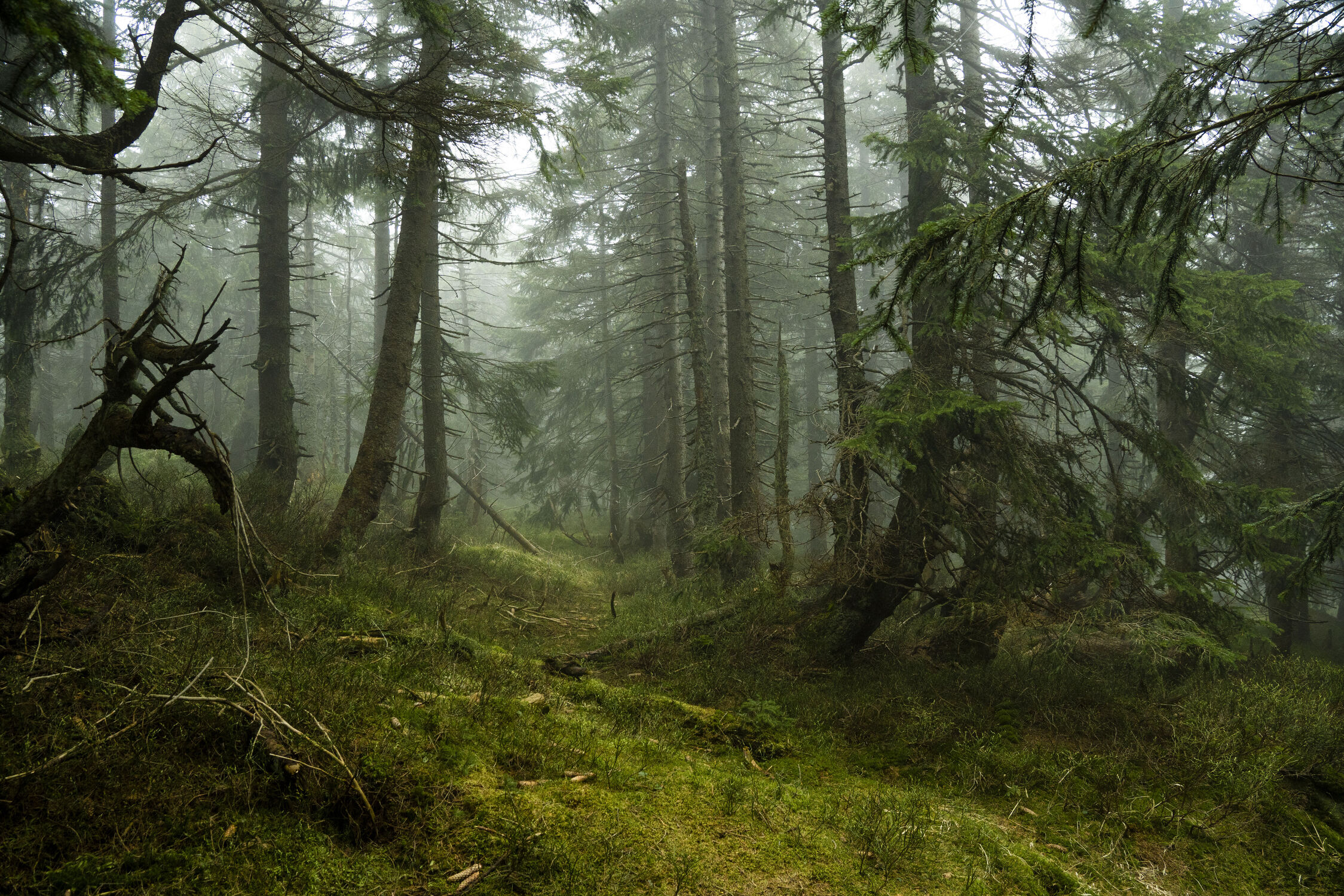 Bild mit Natur, Nebel, Fichten, Wald, Landschaft, Licht, Moose, mystisch, Riesengebirge, Karpacz