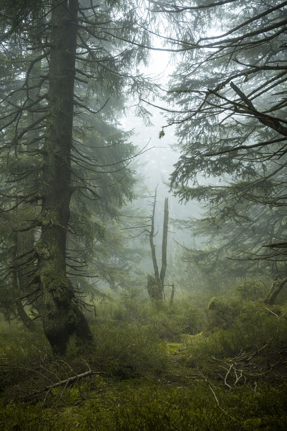 Bild mit Natur, Nebel, Wald, Landschaft, mystisch, Fichtenwald, Riesengebirge, Karpacz, bergwald, sudeten