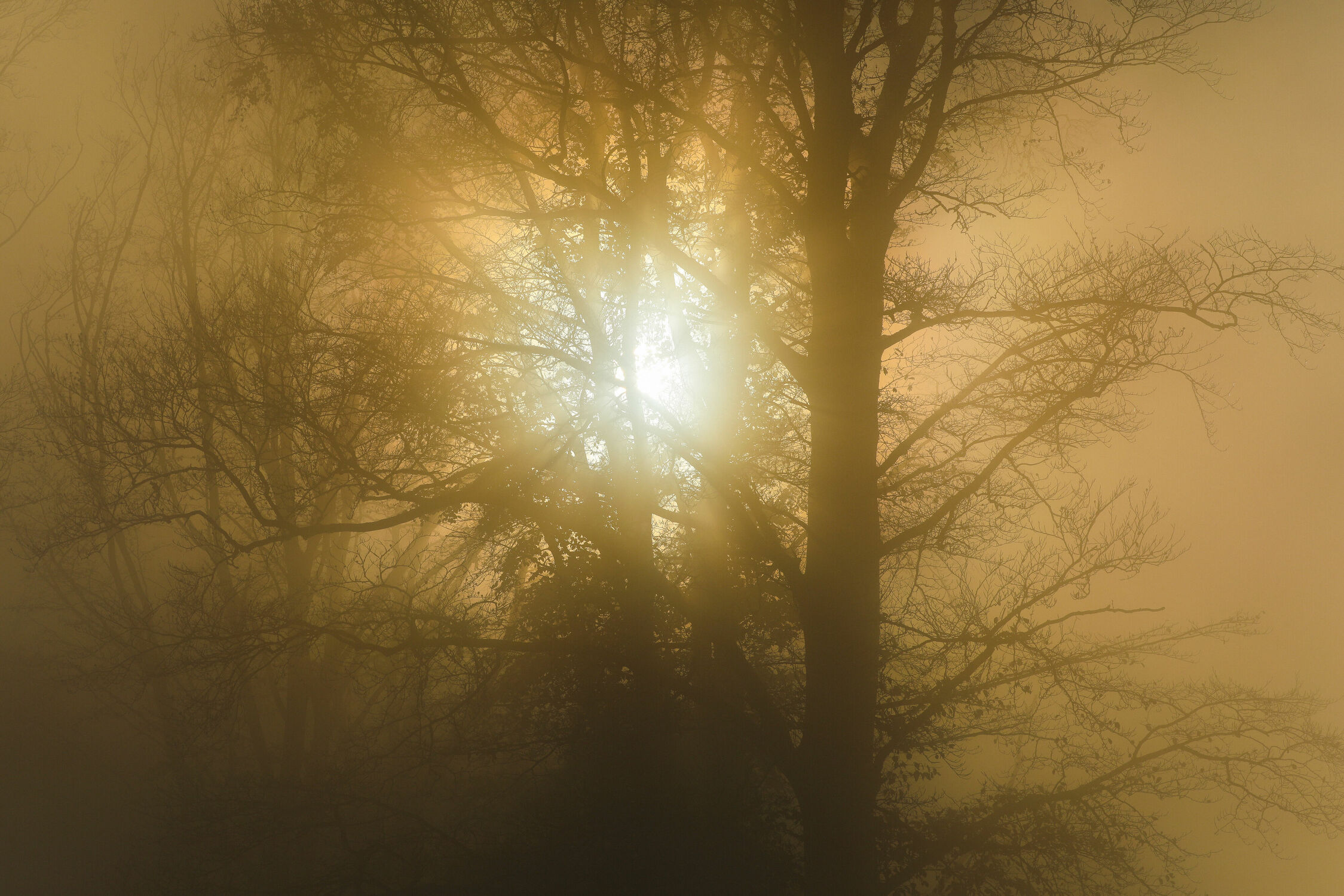 Bild mit Bäume, Sonnenaufgang, Nebel, Wald, Herbststimmung, herbstlich, Nebelauflösung, Nebelwand