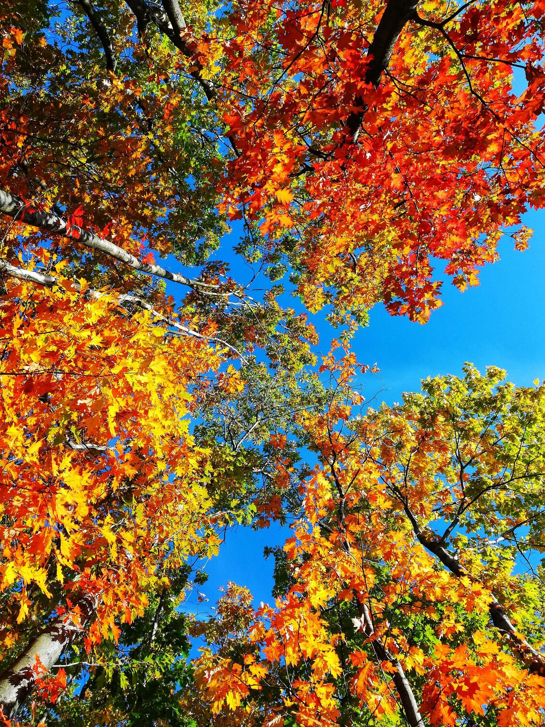 Bild mit Bäume, Rot, Herbst, Wald, Blätter, Blauer Himmel, Herbstblätter, Teutoburgerwald, Herbstzeit