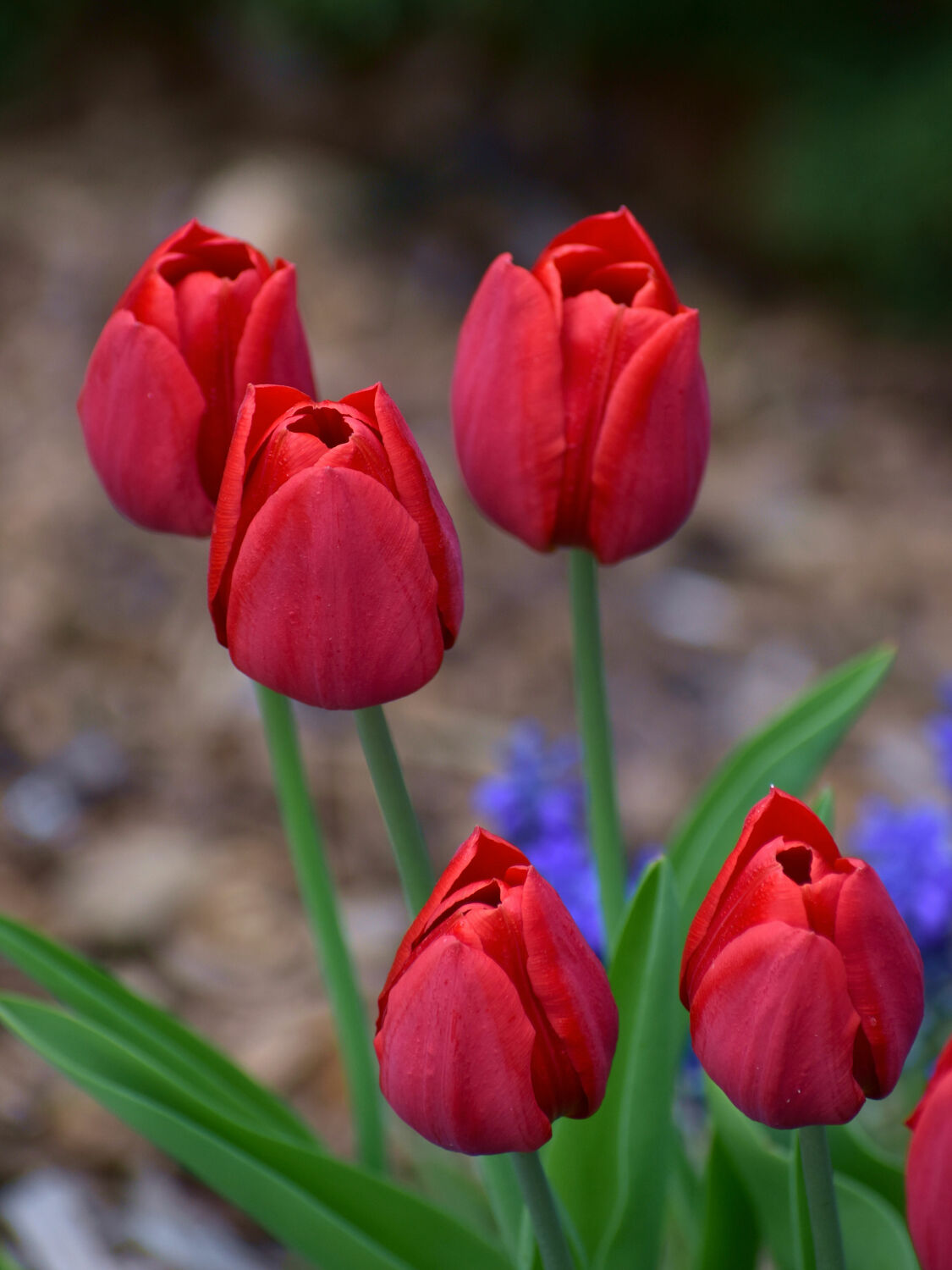 Bild mit Frühling, Rot, Blume, Pflanze, Tulpe, Blumen und Pflanzen, Blumen und Blüten, blüte