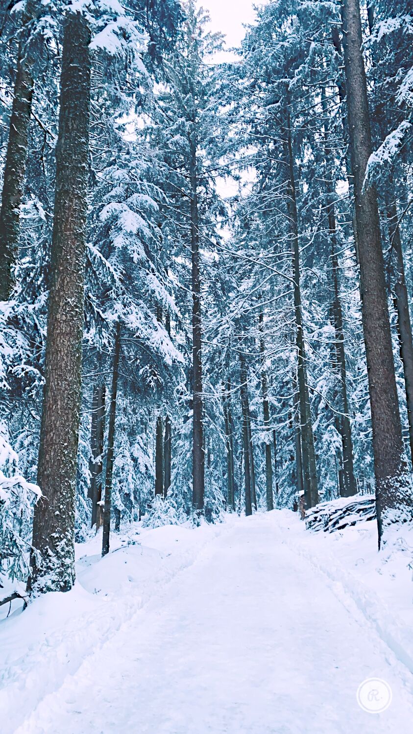 Bild mit Natur, Nadelbäume, Winter, Schnee, Wald, winterlandschaft, Schneelandschaften