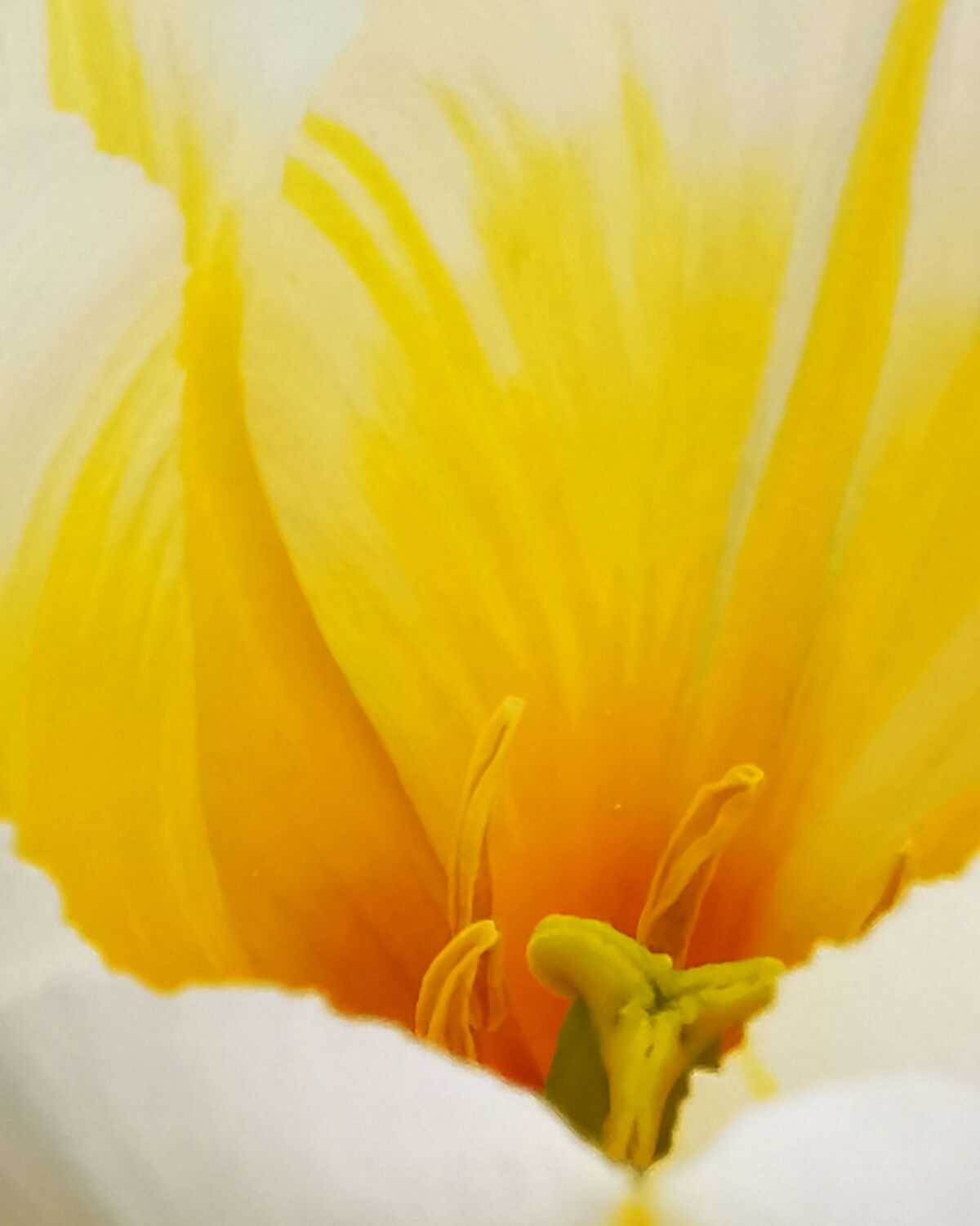 Bild mit Gelb, Tulpe, Tulip, yellow tulip