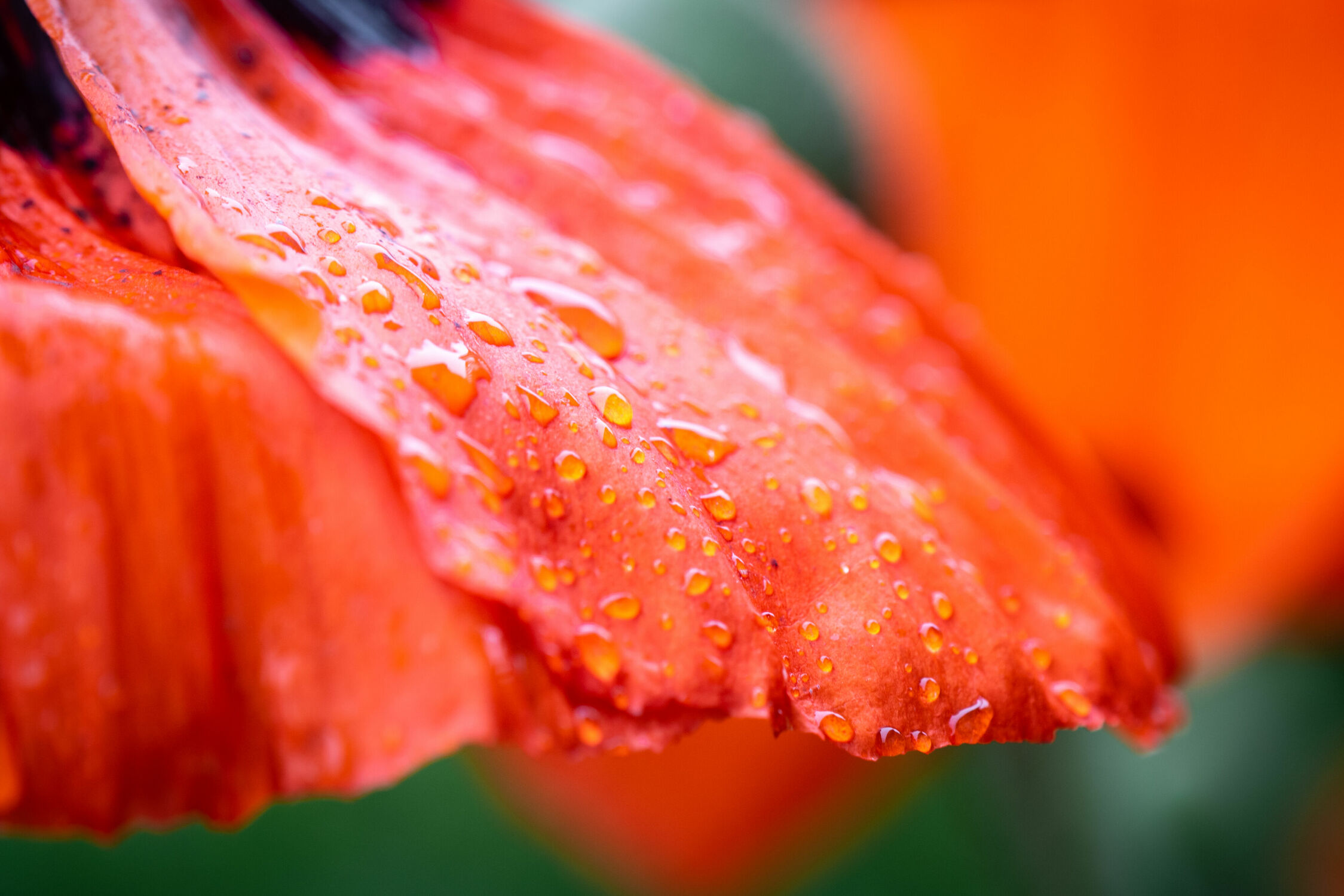 Bild mit Frühling, Rot, Mohn, Mohnblume, Wassertropfen, Blumen im Makro, Gartenblumen, Naturfotografie, Tautropfen