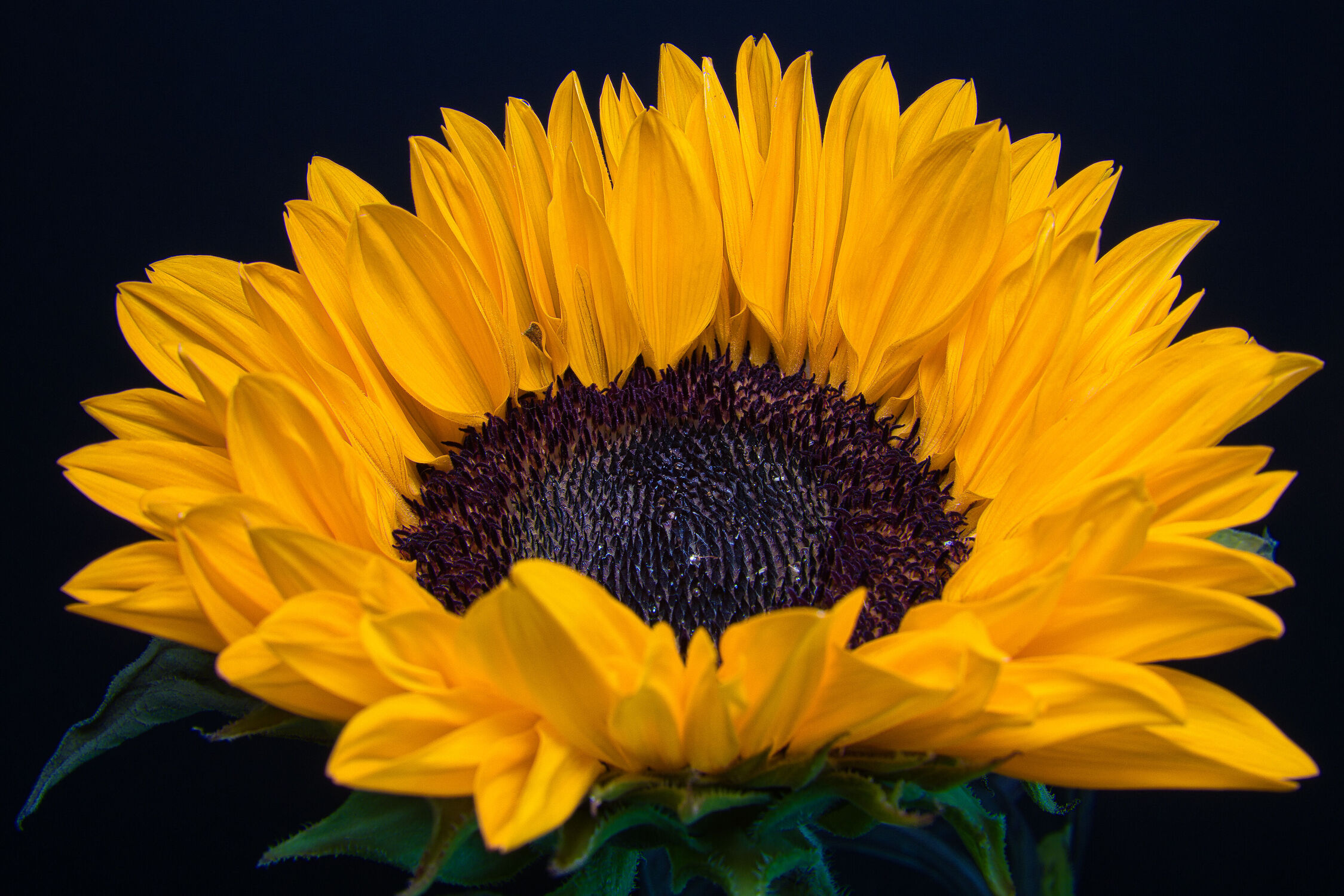 Bild mit Gelb, Natur, Blumen, Schwarz, Sonnenblumen, Makrofotografie, Blüten, Blütenblätter, Kontraste, nahaufnahmen