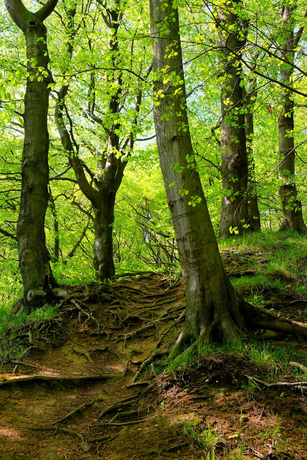 Bild mit Natur, Grün, Bäume, Frühling, Wald, Buchen, Buchenwald, Rügen, natürlich, Mai