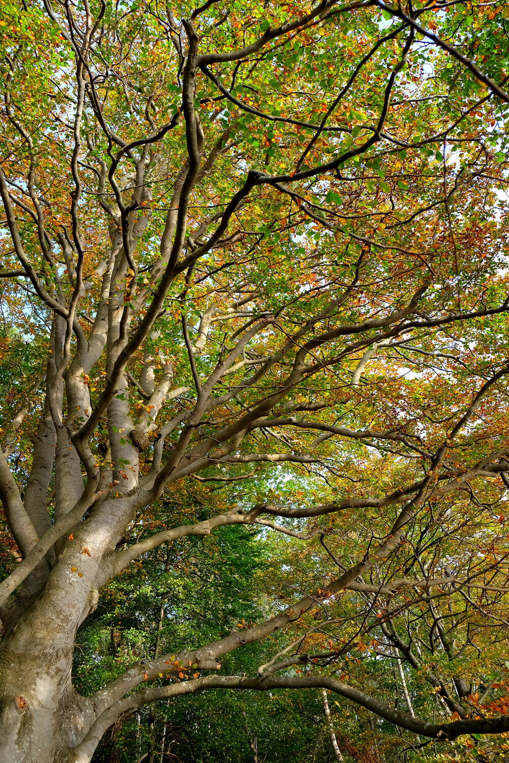 Bild mit Natur, Bäume, Herbst, Urlaub, Wald, Baum, Herbstblätter, Äste, Oktober, Rügen