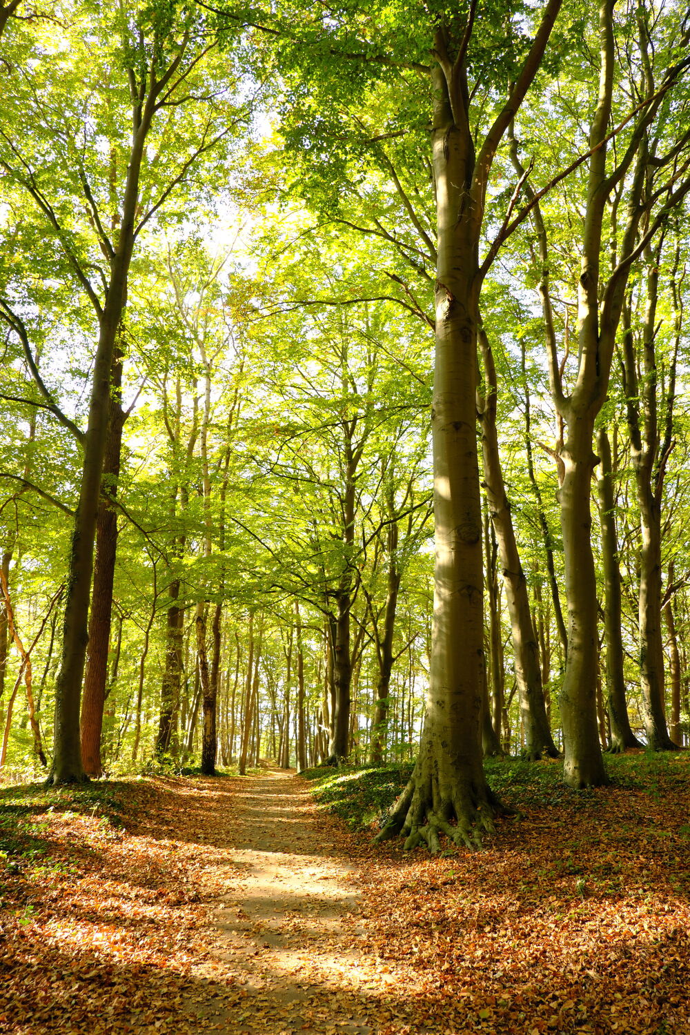 Bild mit Natur, Bäume, Herbst, Wald, Buchen, Buchenwald, Erholung, Oktober, Rügen, Herbstwald