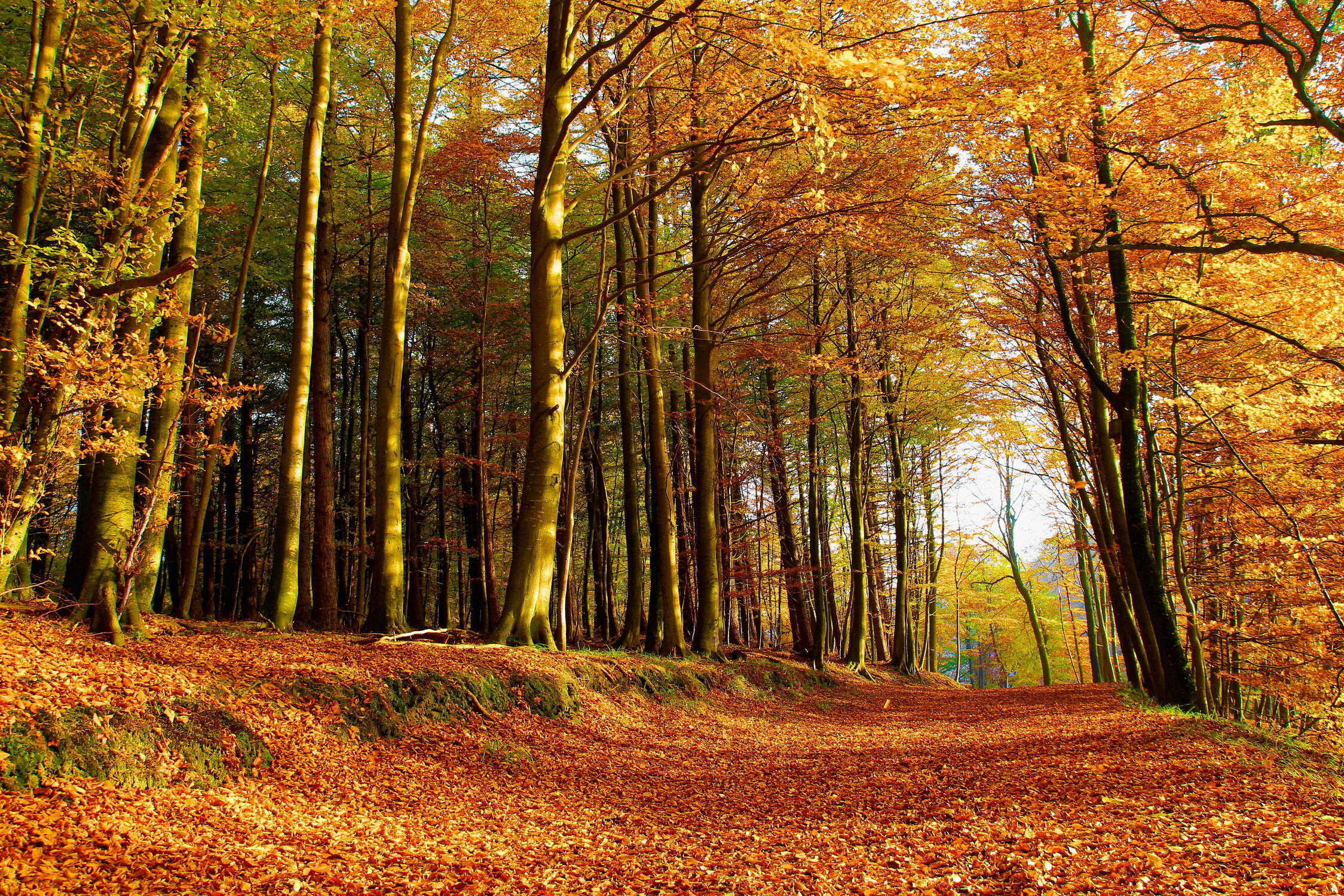 Bild mit Natur, Bäume, Herbst, Wald, Waldweg, Buchen, Buchenwald, Oktober, Rügen, Herbstwald