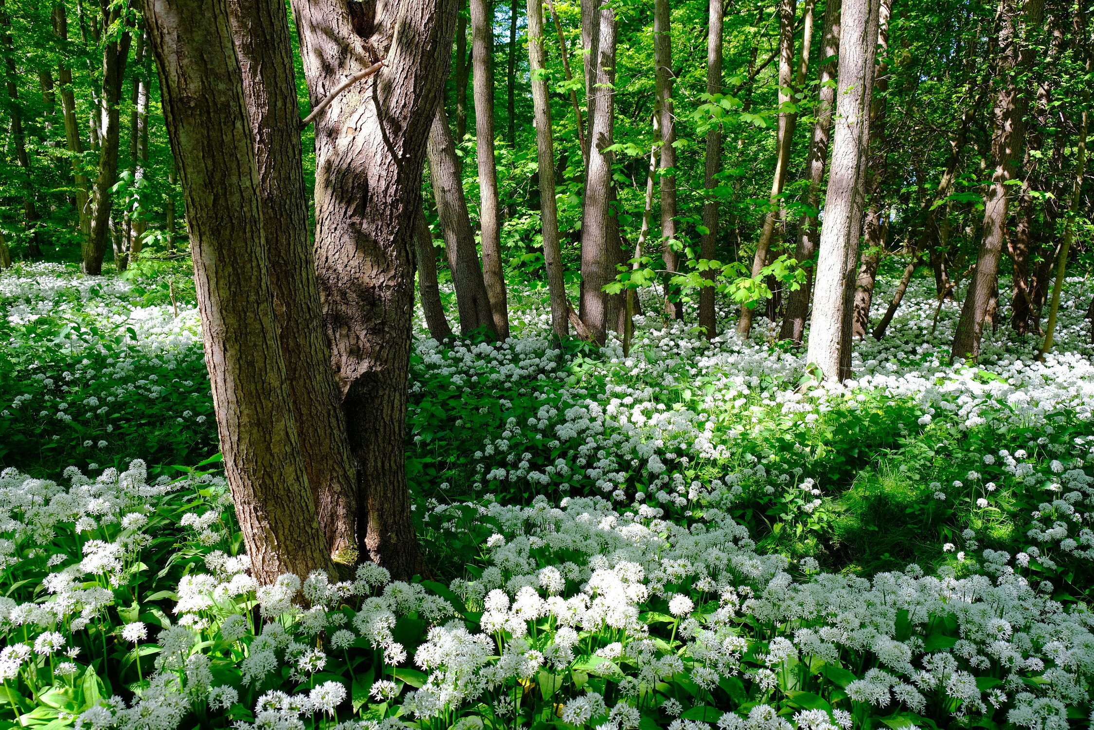 Bild mit Natur, Bäume, Frühling, Wald, Buchenwald, Buchenwald, Bärlauch