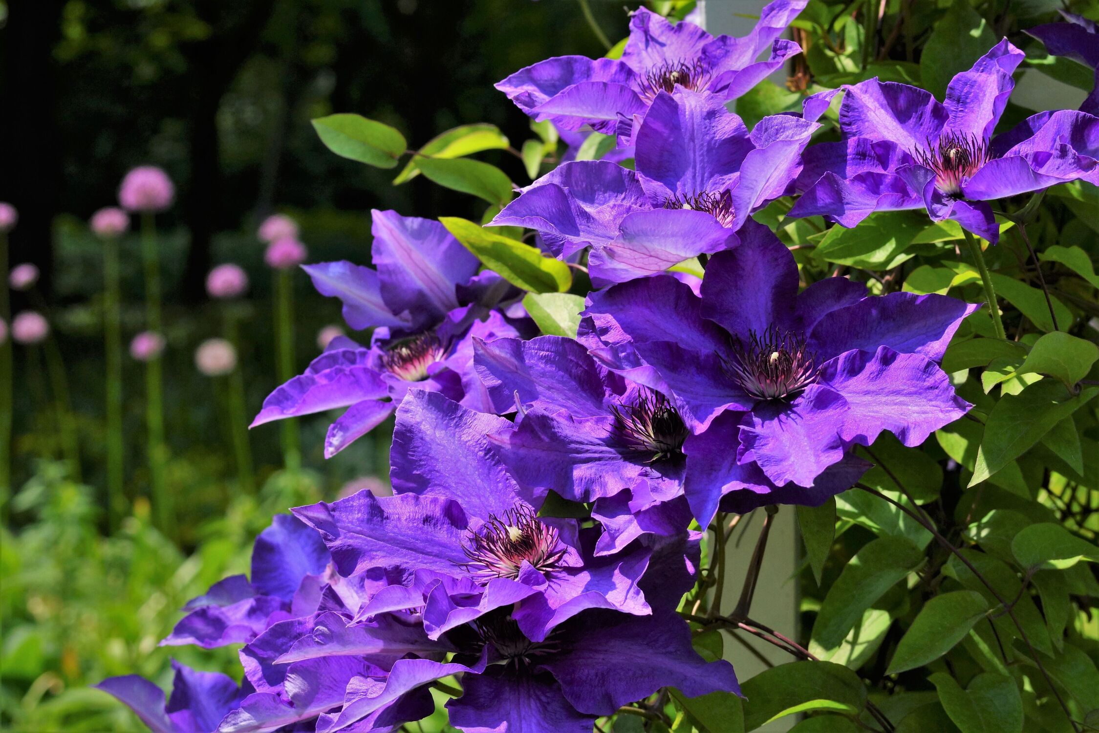 Bild mit Natur, Blau, Sommer, Blume, Pflanze, Bunt, Blüten, garten, violet, blauviolet