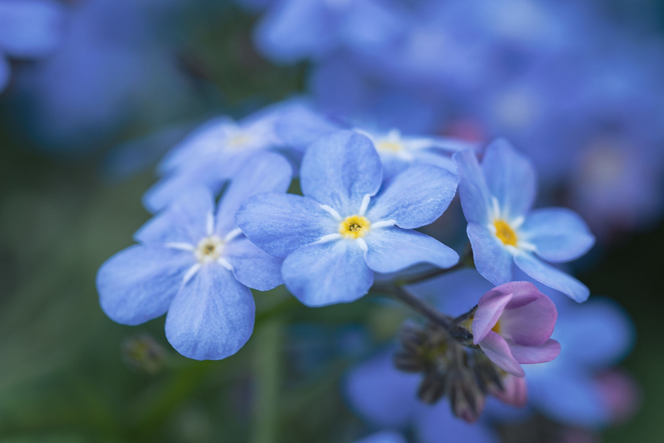 Bild mit Natur, Frühling, Blau, Blume, garten, blüte, Vergissmeinnicht, blaue Blume
