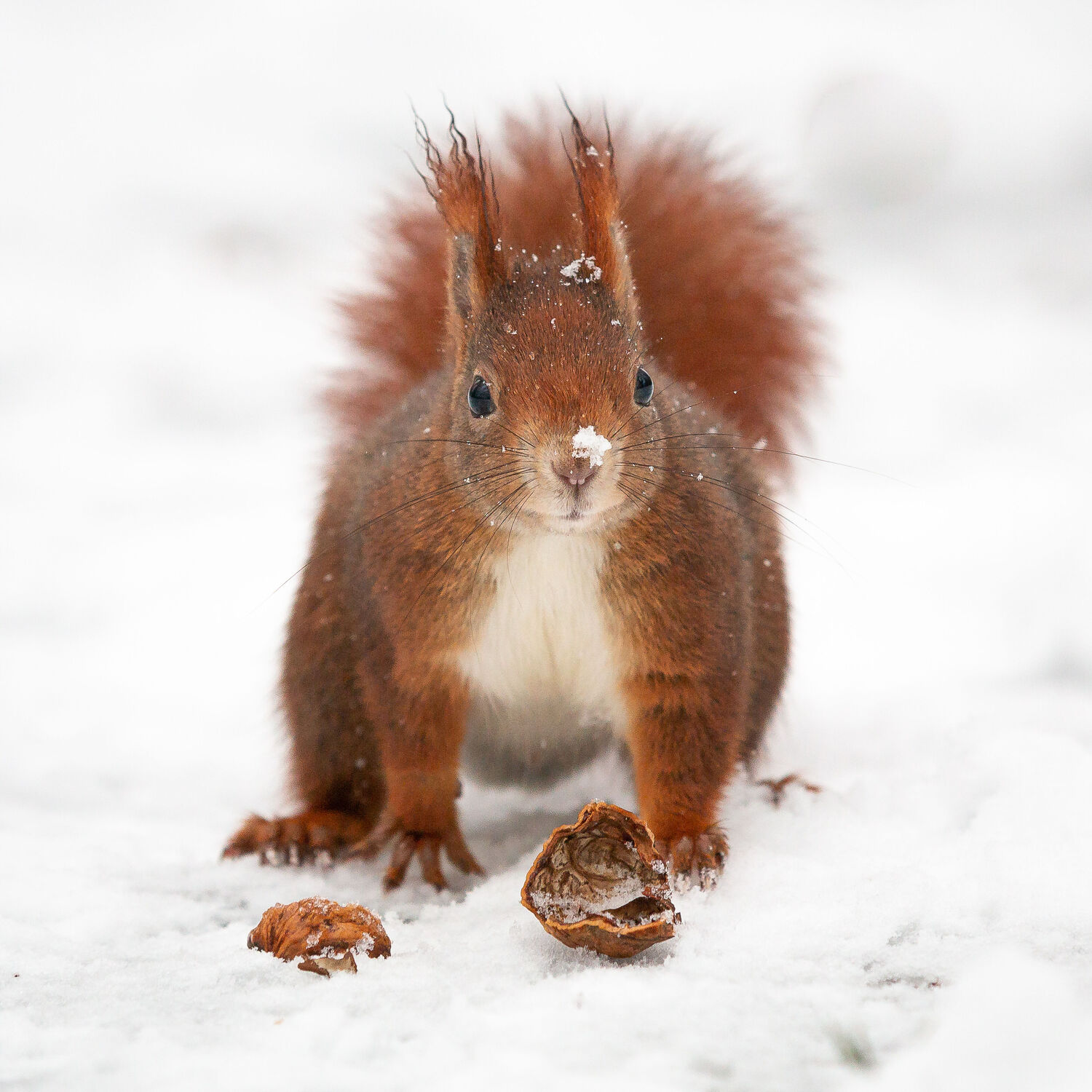 Bild mit Tiere, Natur, Winter, Schnee, Weiß, Hörnchen, Eichhörnchen, Walnuss, Oachkatzerl