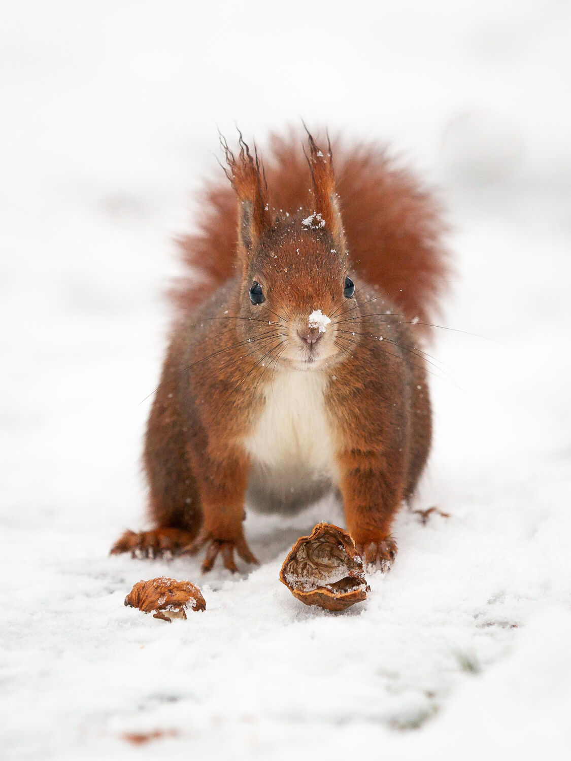 Bild mit Tiere, Natur, Winter, Schnee, Weiß, Hörnchen, Eichhörnchen, Walnuss, Oachkatzerl