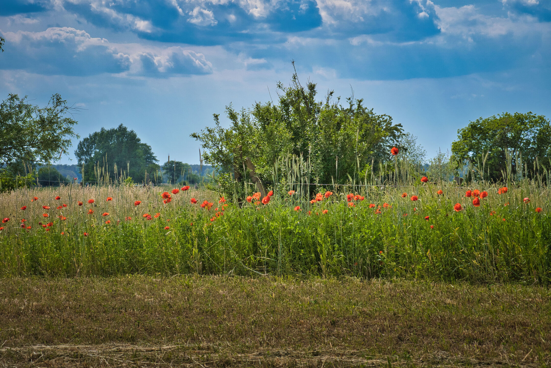 Bild mit Grün, Wolken, Frühling, Rot, Mohn, Blume, Klatschmohn, Wiese, landwirtschaft, Kornfeld