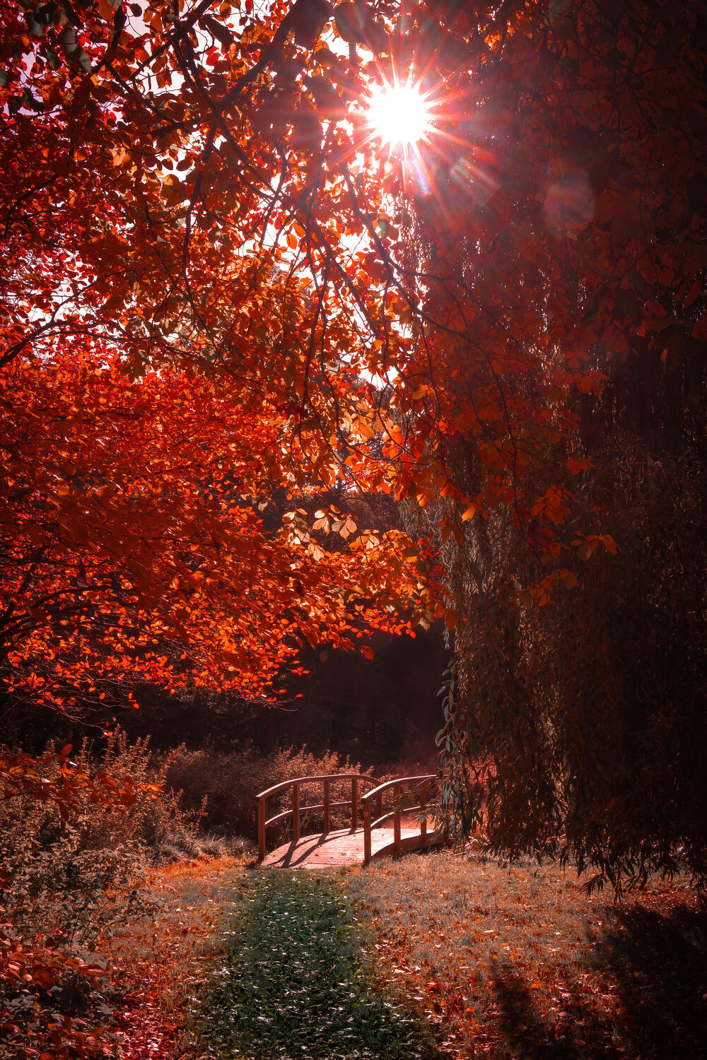 Bild mit Natur, Herbst, Wald, Weg, Waldweg, Landschaft