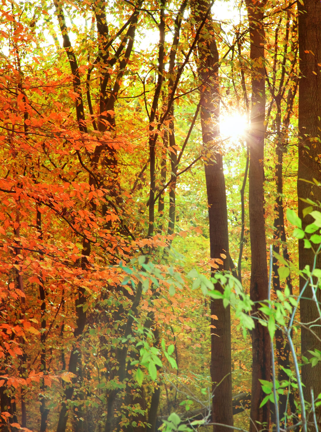 Bild mit Natur, Herbst, Sonnenuntergang, Sonnenaufgang, Sonne, Wald, Baum, Blätter, Park, Sonnenstrahlen