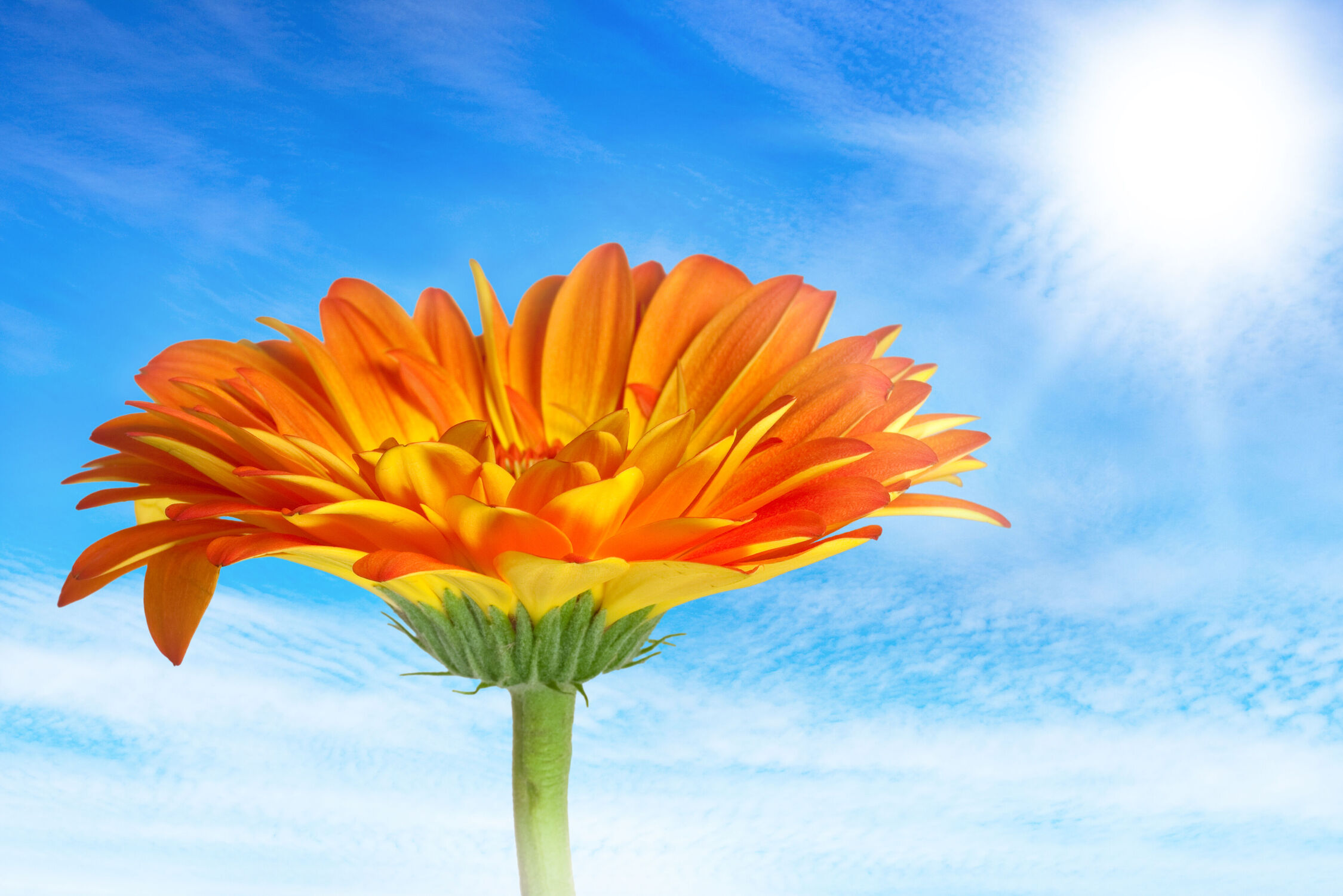 Bild mit Orange, Himmel, Frühling, Sonne, Blume, Pflanze, Gerbera, blüte, Valentinstag, blühen