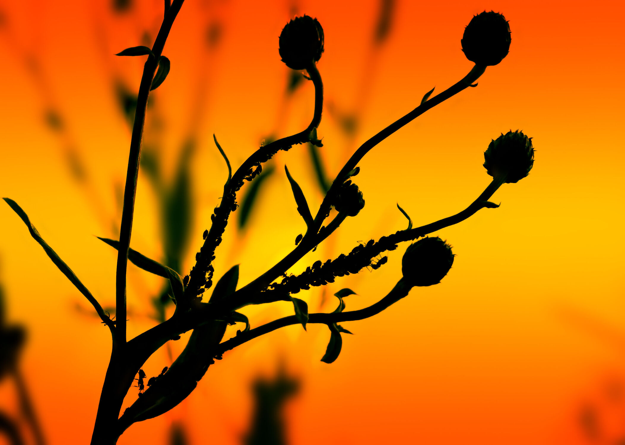 Bild mit Sonnenuntergang, Sonne, Blume, Pflanze, Sonnenlicht, Insekt, Silhouette, ameise, Schädlinge, Blattlaus