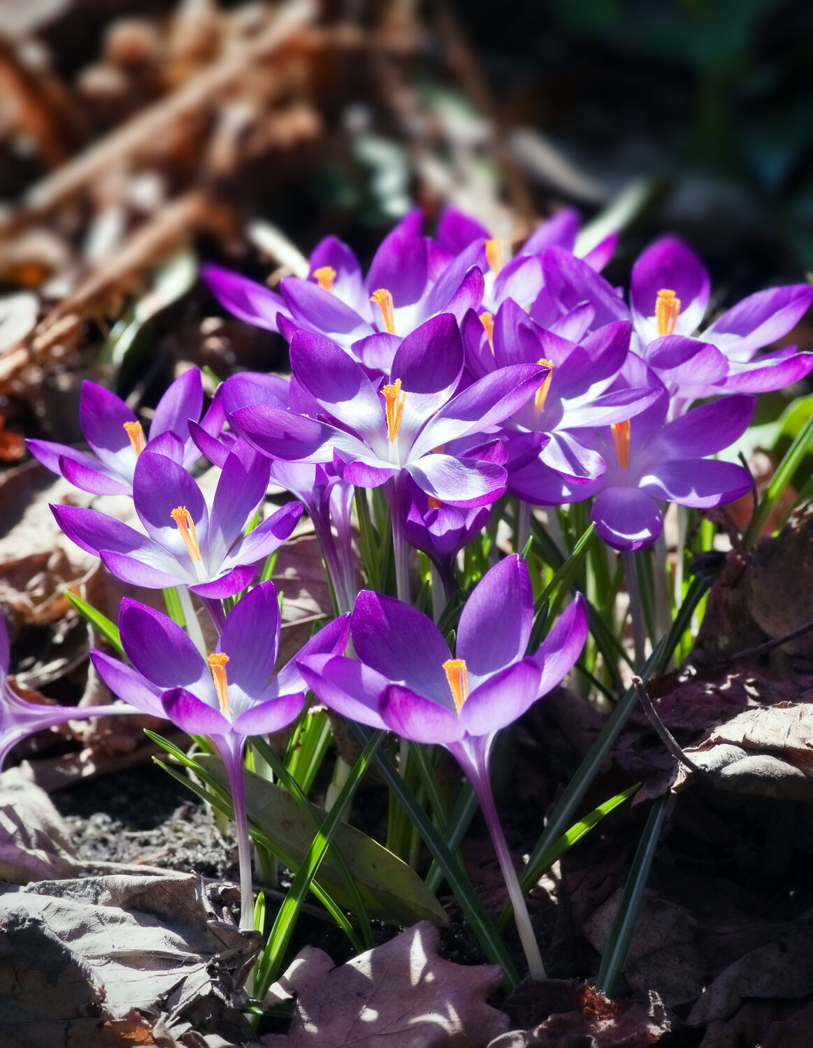 Bild mit Lila, Violett, Frühling, Blume, Makro, Wiese, Flora, blüte, Krokus, Saison