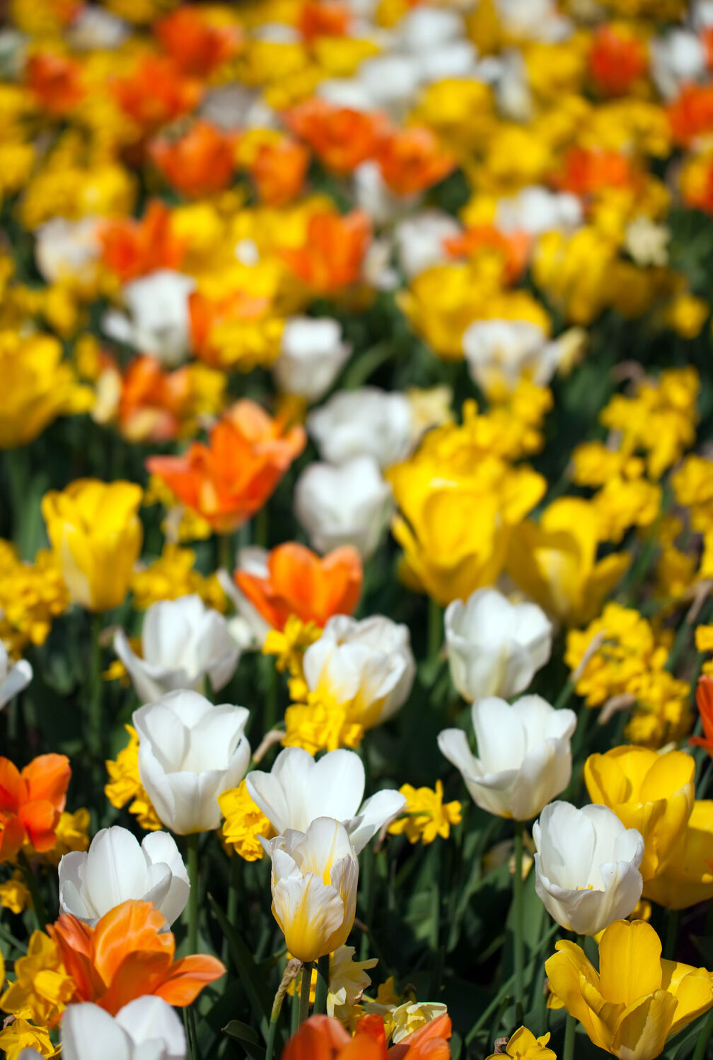 Bild mit Orange, Gelb, Blume, Pflanze, Tulpe, Bunt, garten, blüte, blühen, osterglocke