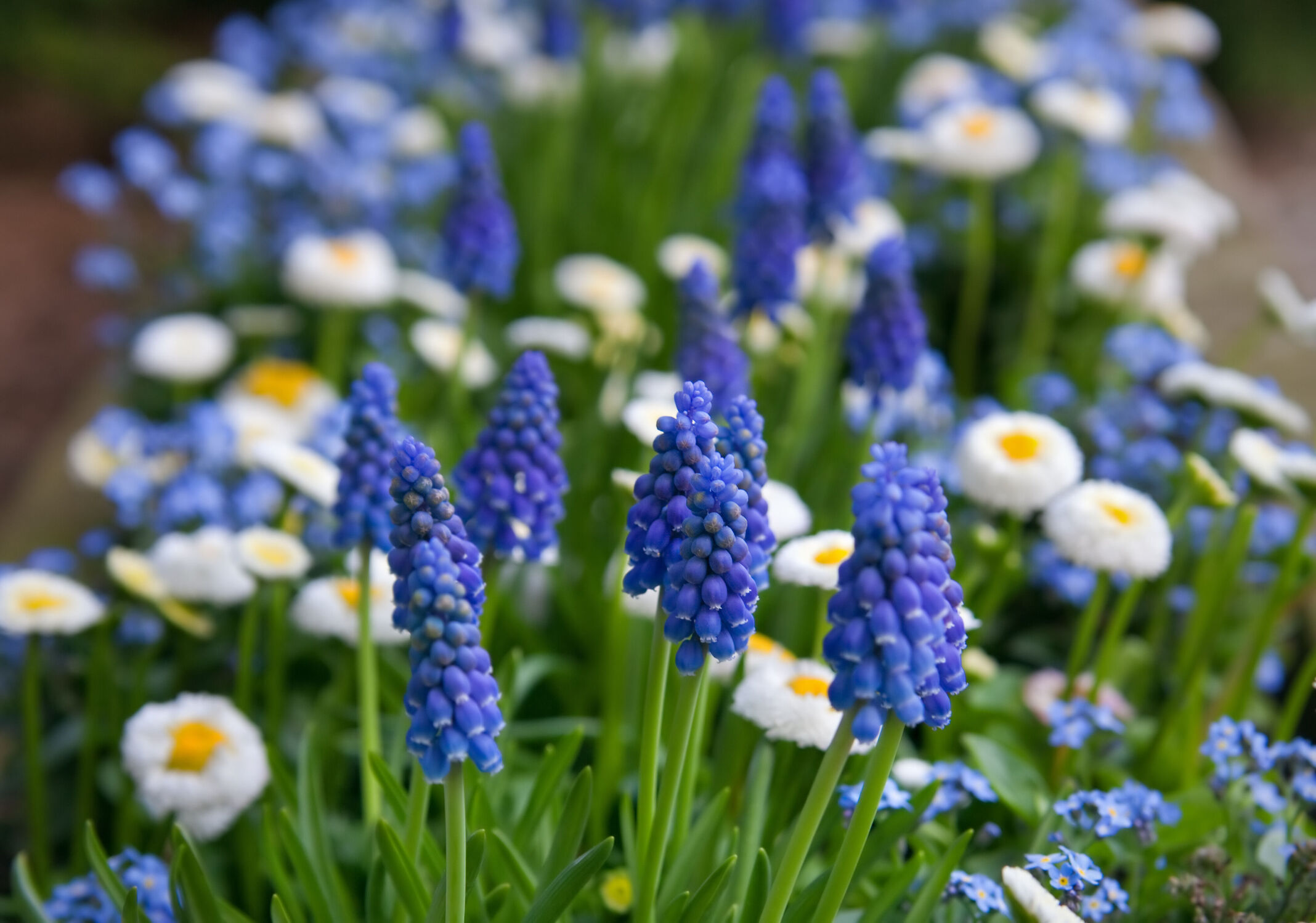 Bild mit Blau, Blume, Pflanze, Makro, blüte, detail, Blumenbeet, hyazinthe, traubenhyazinthe, Muscari