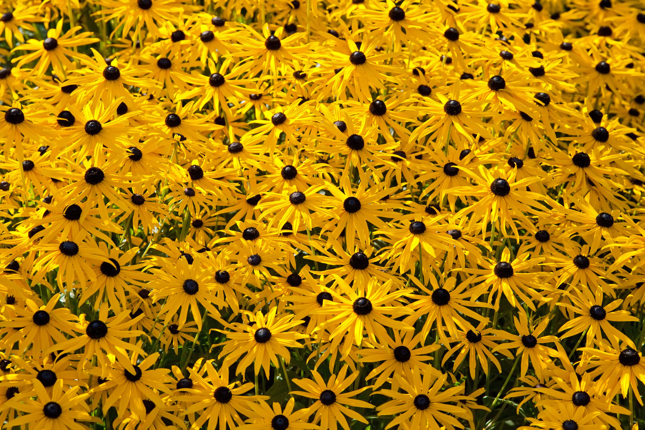 Bild mit Gelb, Blume, garten, blüte, Sonnenhut, Rudbeckia, Blumenbeet, blühen, Zierpflanze, Rudbeckien