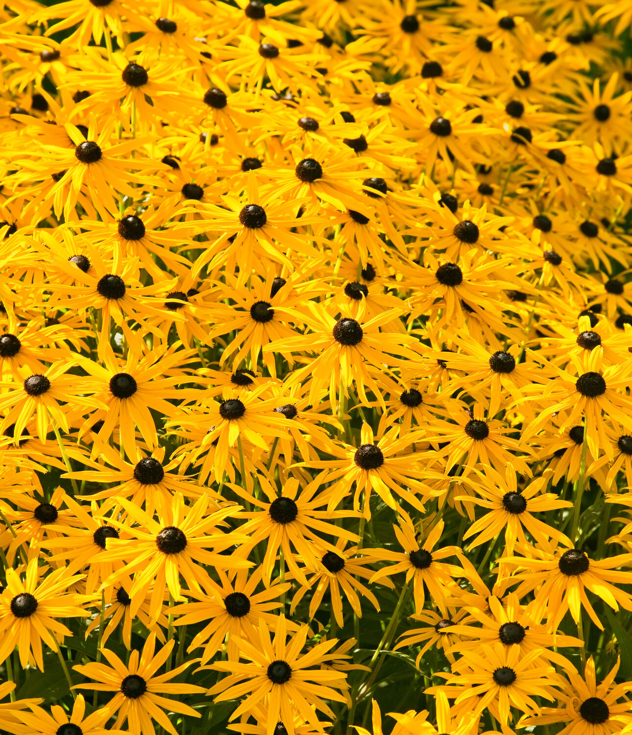 Bild mit Gelb, Sonnenhüte, Blume, garten, blüte, Sonnenhut, Blumenbeet, blühen, Zierpflanze, Rudbeckien