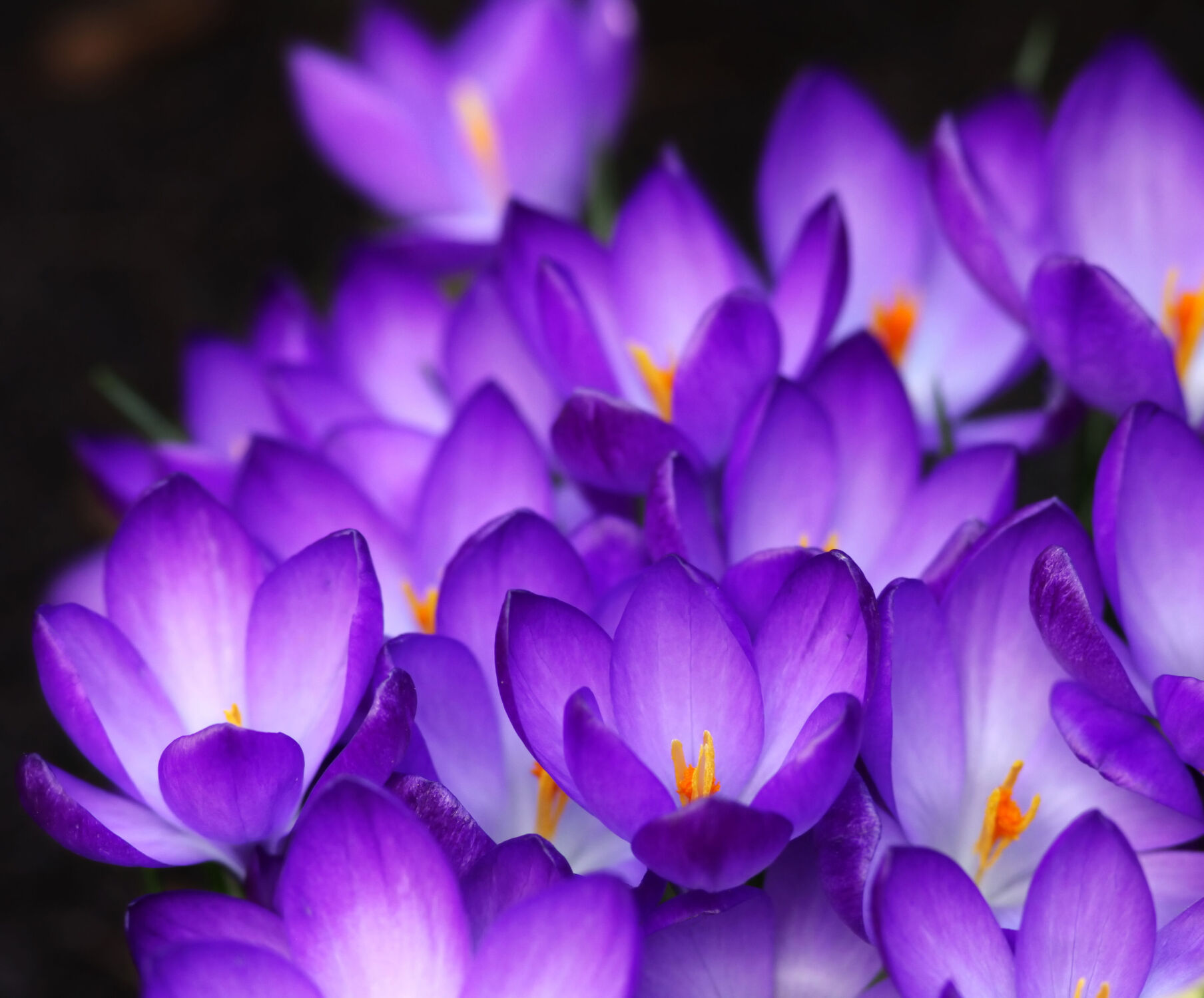 Bild mit Lila, Violett, Frühling, Blume, Pflanze, Makro, Flora, Ostern, blüte, Krokus