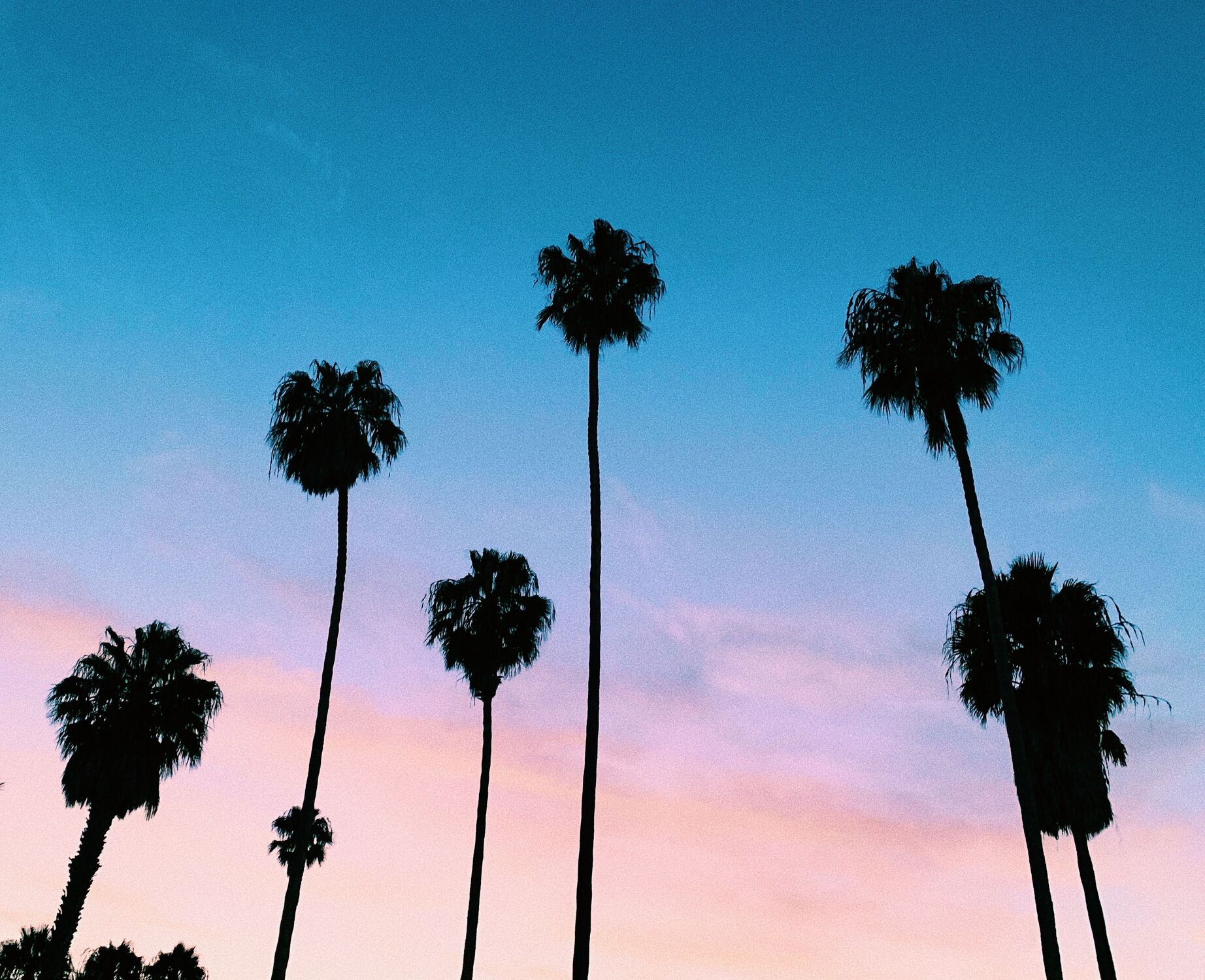 Bild mit Sonnenuntergang, Palmen, Sunset, USA, Kalifornien, Amerika, california, america, Hollywood