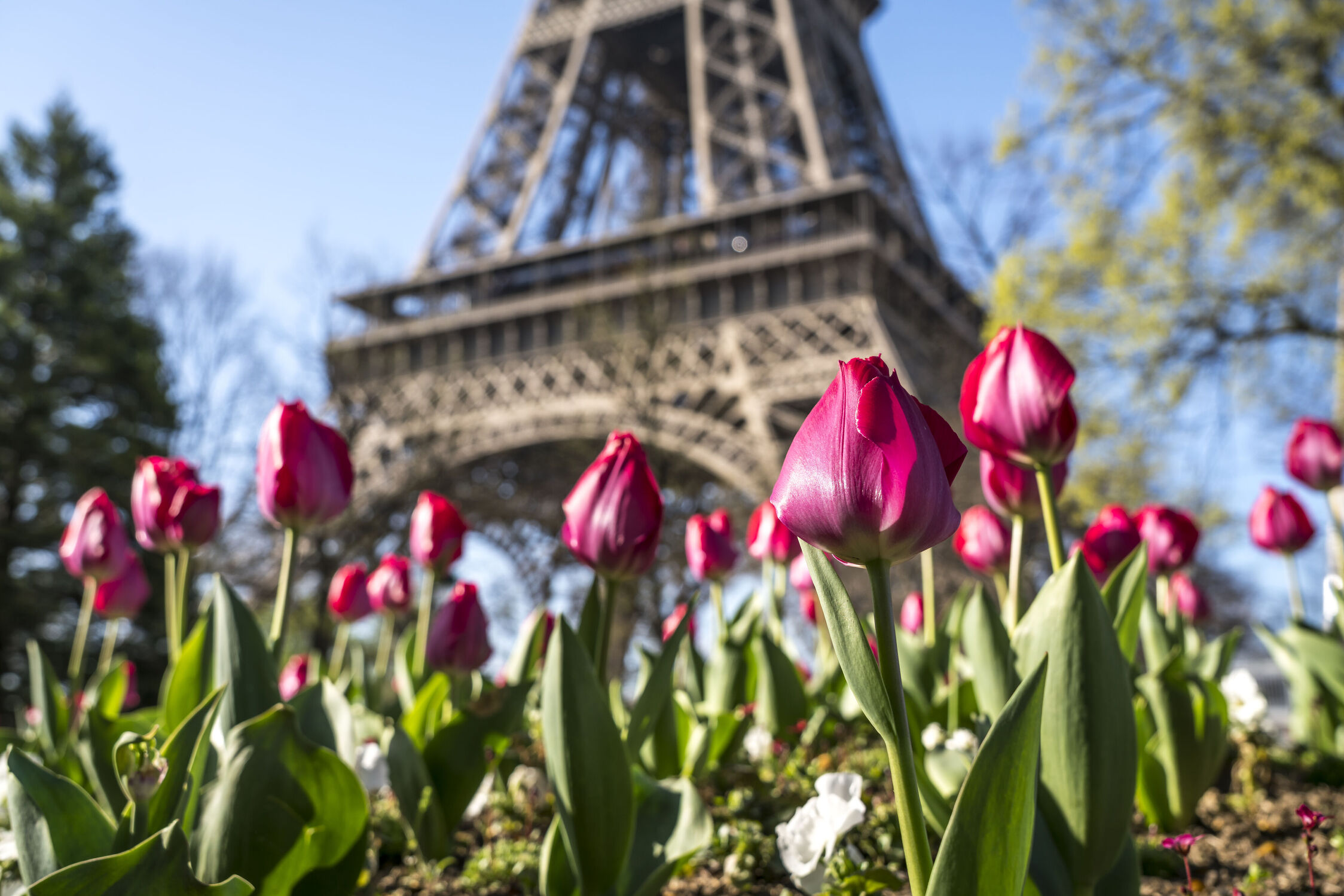 Bild mit Frankreich, Tulpen, Eiffelturm, Paris