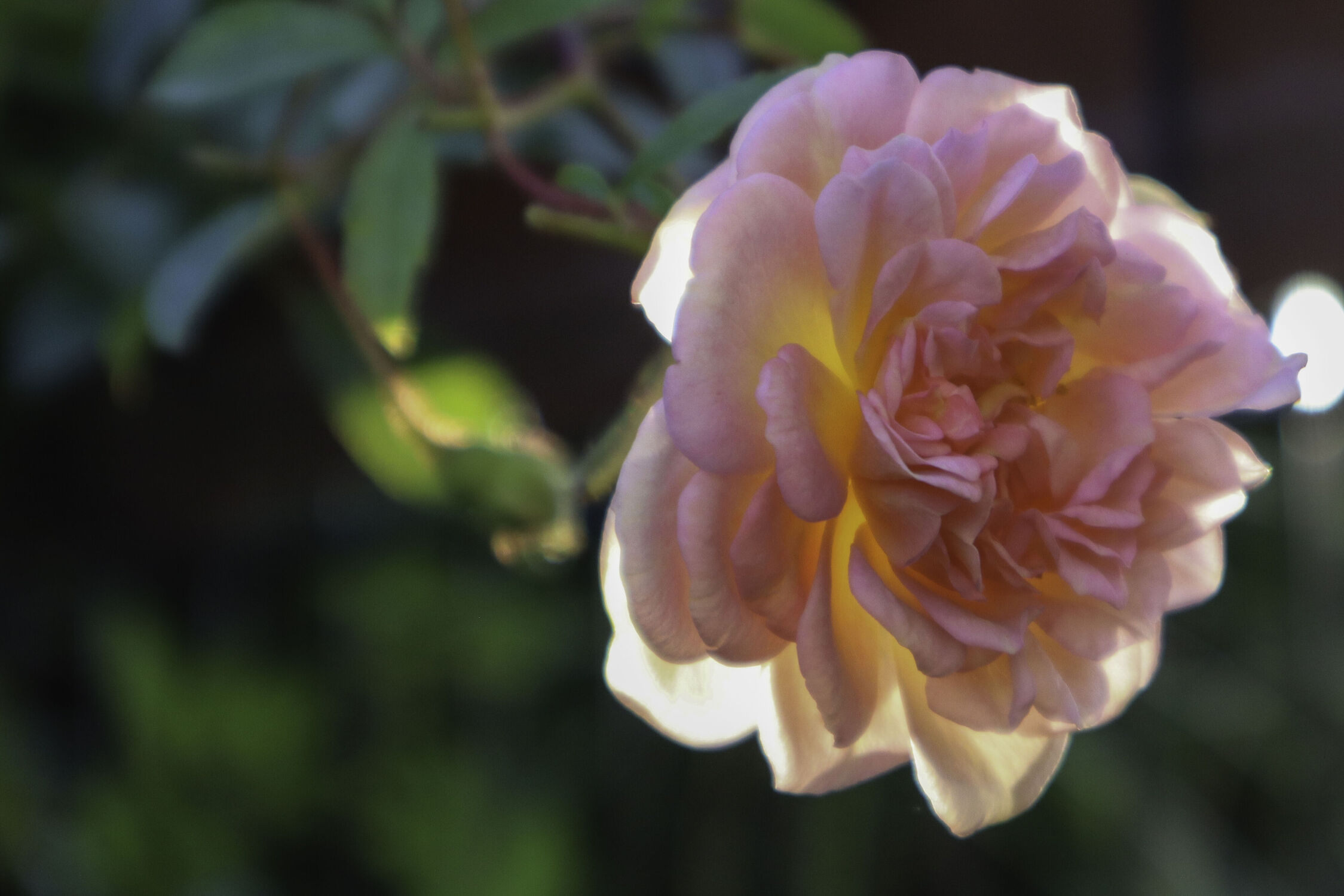 Bild mit Rosa, Rose, blüte, Abendlicht, Heckenrose, grüner Hintergrund, Lichteffekte