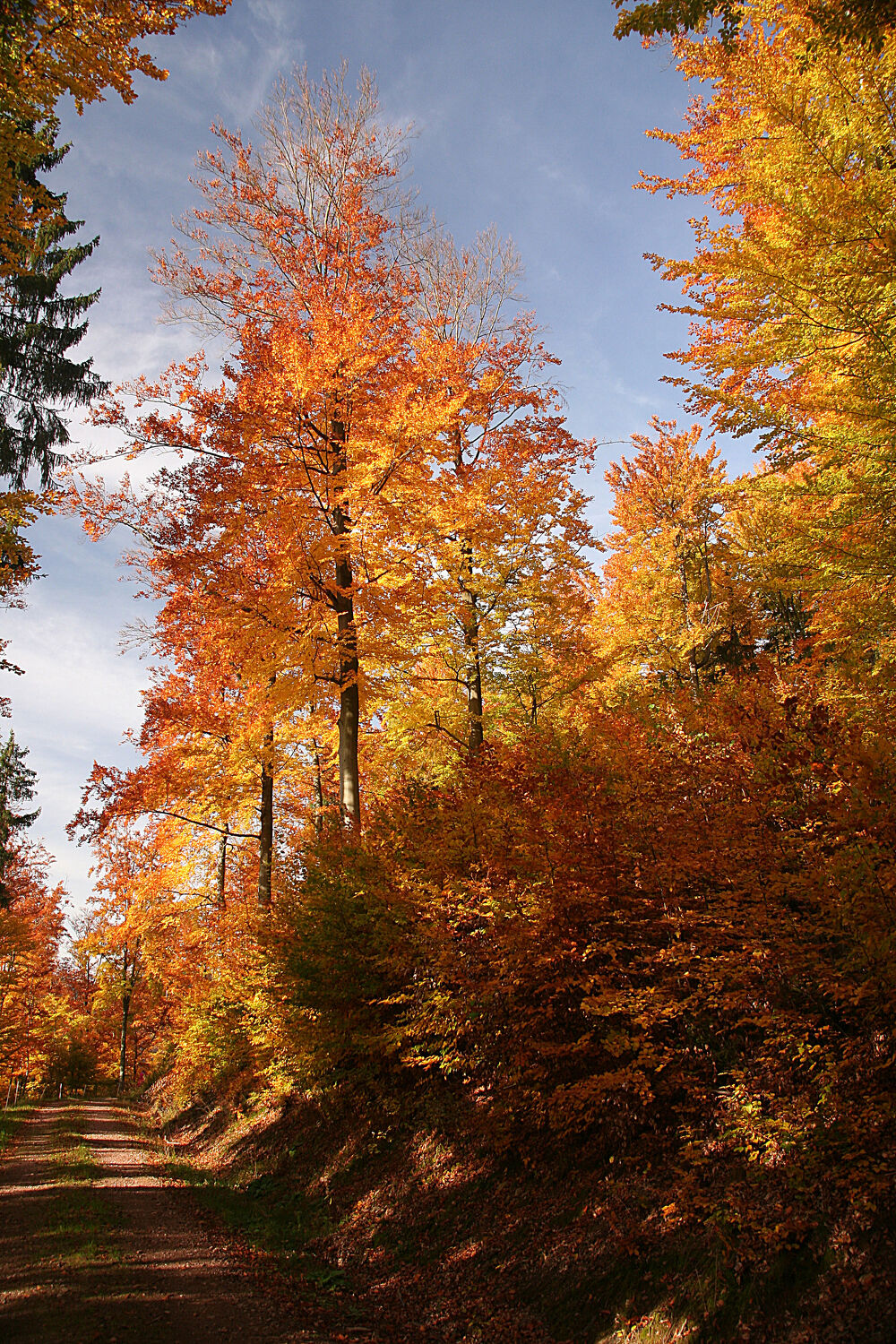 Bild mit Bäume, Herbst, Laubbäume, Wald, Blätter