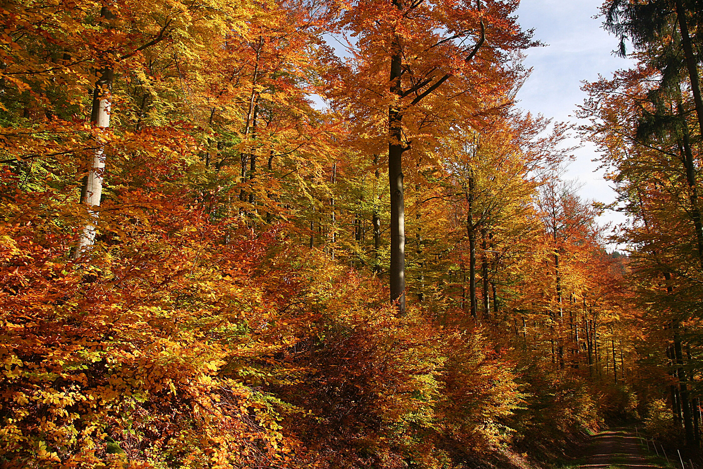 Bild mit Bäume, Herbst, Laubbäume, Wald, Landschaft