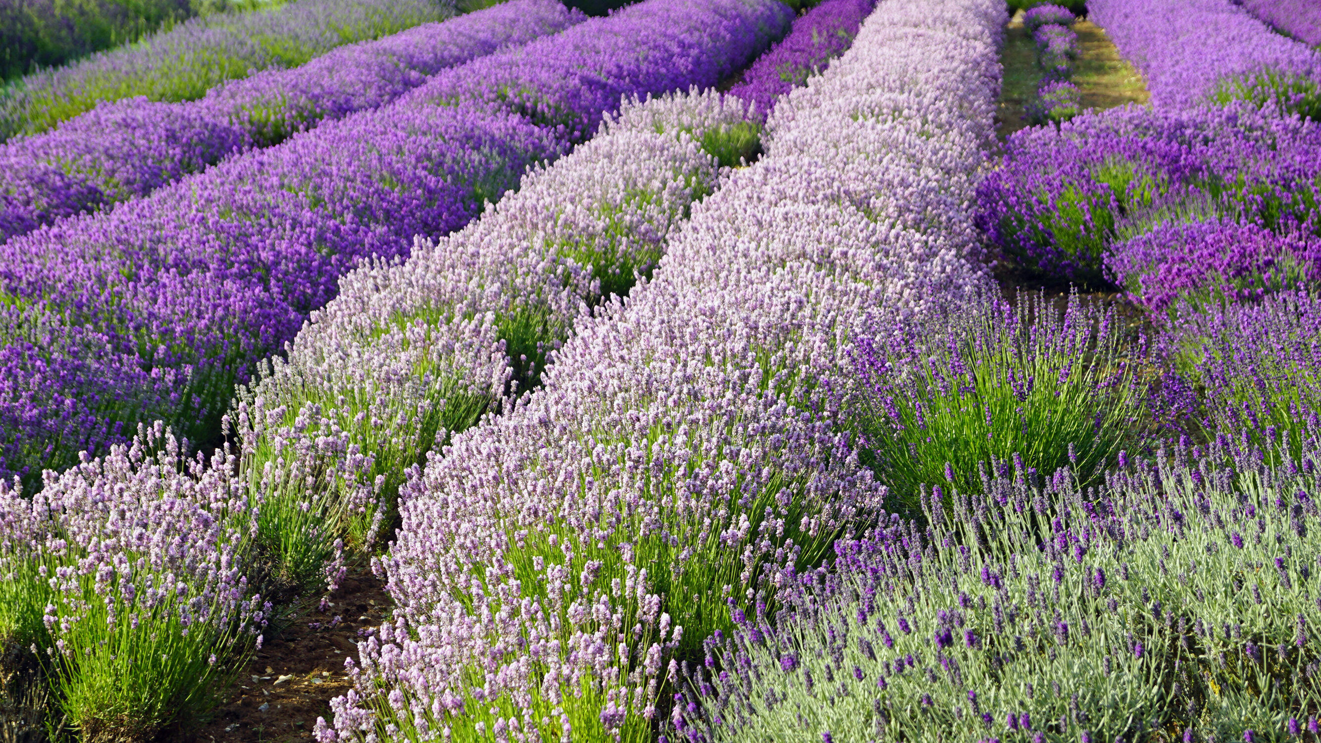 Bild mit Natur, Lavendel, England, Landschaft, Blume, Feld, blüte, großbritannien, landwirtschaft, Norfolk