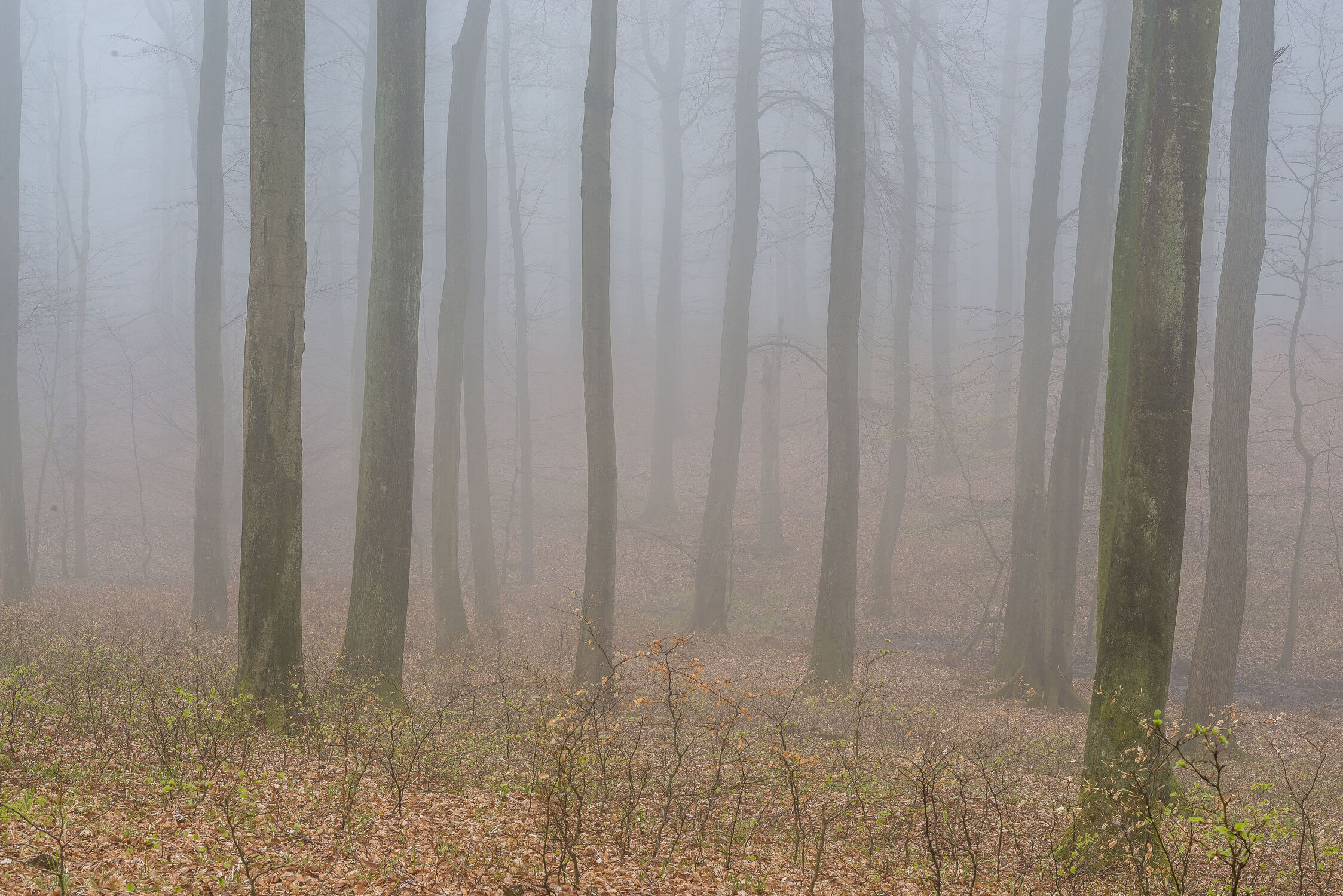 Bild mit Landschaften, Frühling, Nebel, Wald, Buchenwald, Insel Rügen, Rügen, Nationalpark Vorpommernsche Boddenküste, el