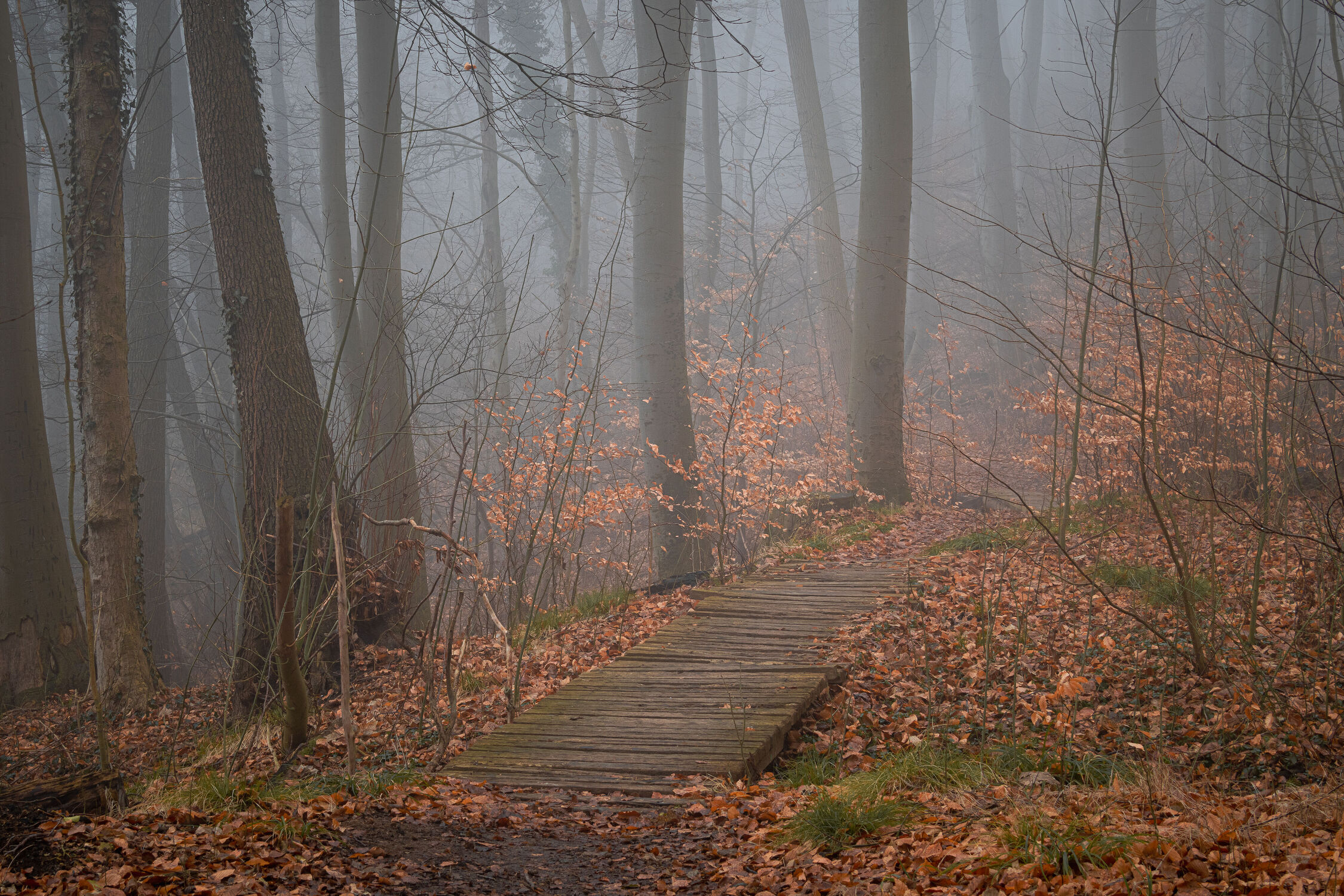 Bild mit Frühling, Nebel, Wald, Waldweg, Landschaft, See, Wanderweg, Buchenwald, frühjahr