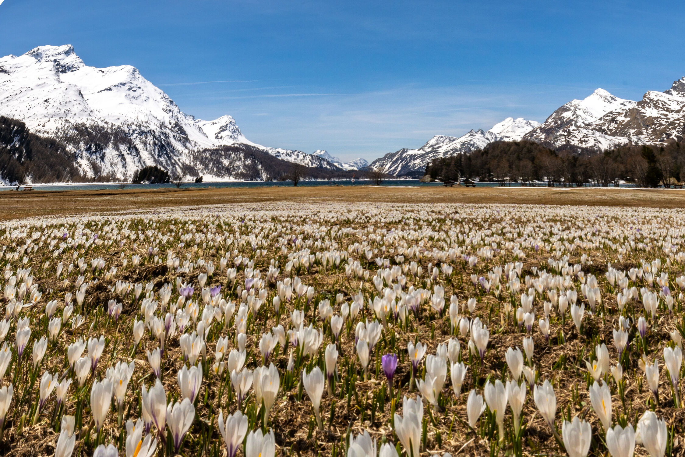 Bild mit Landschaften, Seen, Blumen, Frühling, Alpen, frühlingsblumen, Schweiz