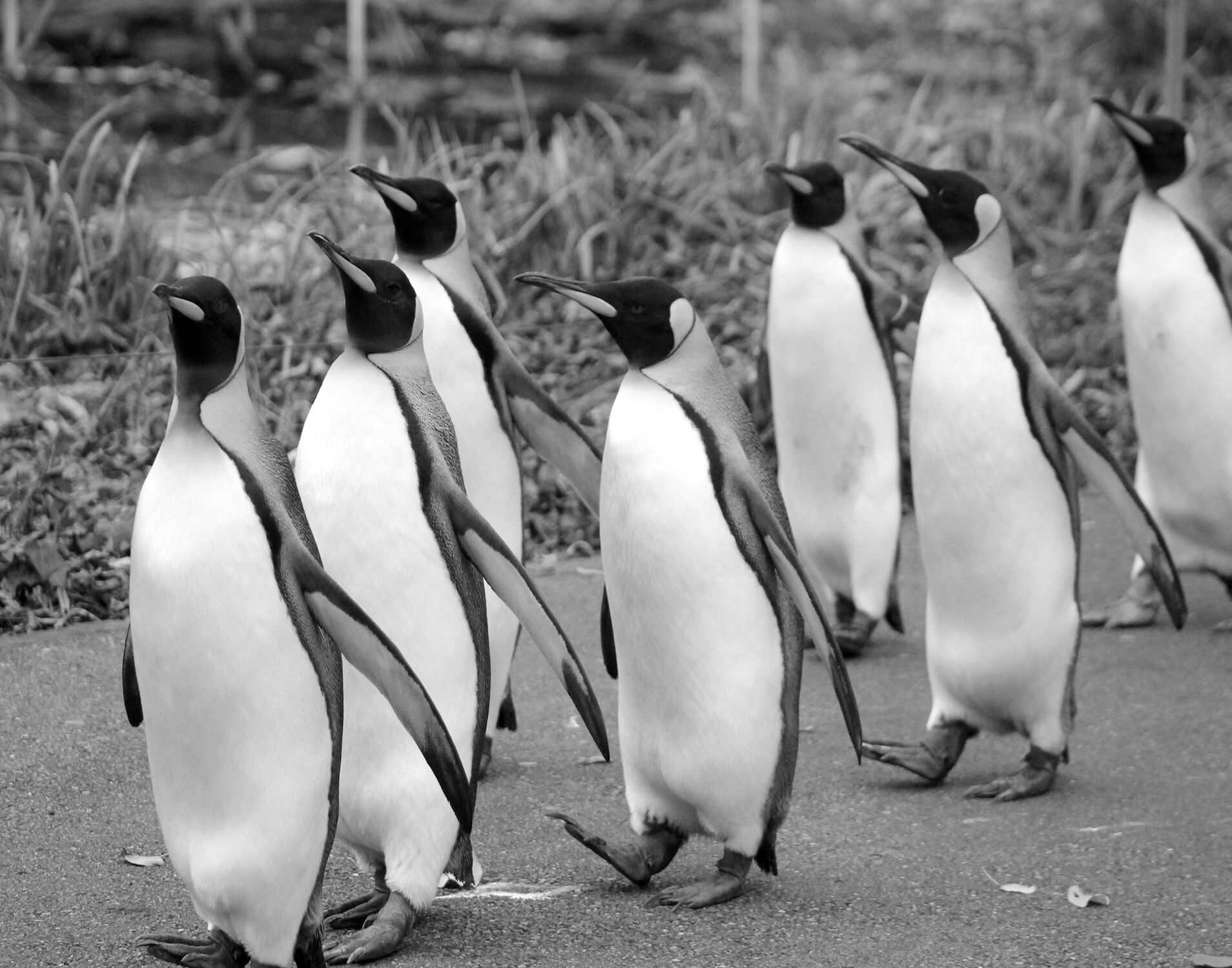Bild mit Tiere, Zoo, Pinguine