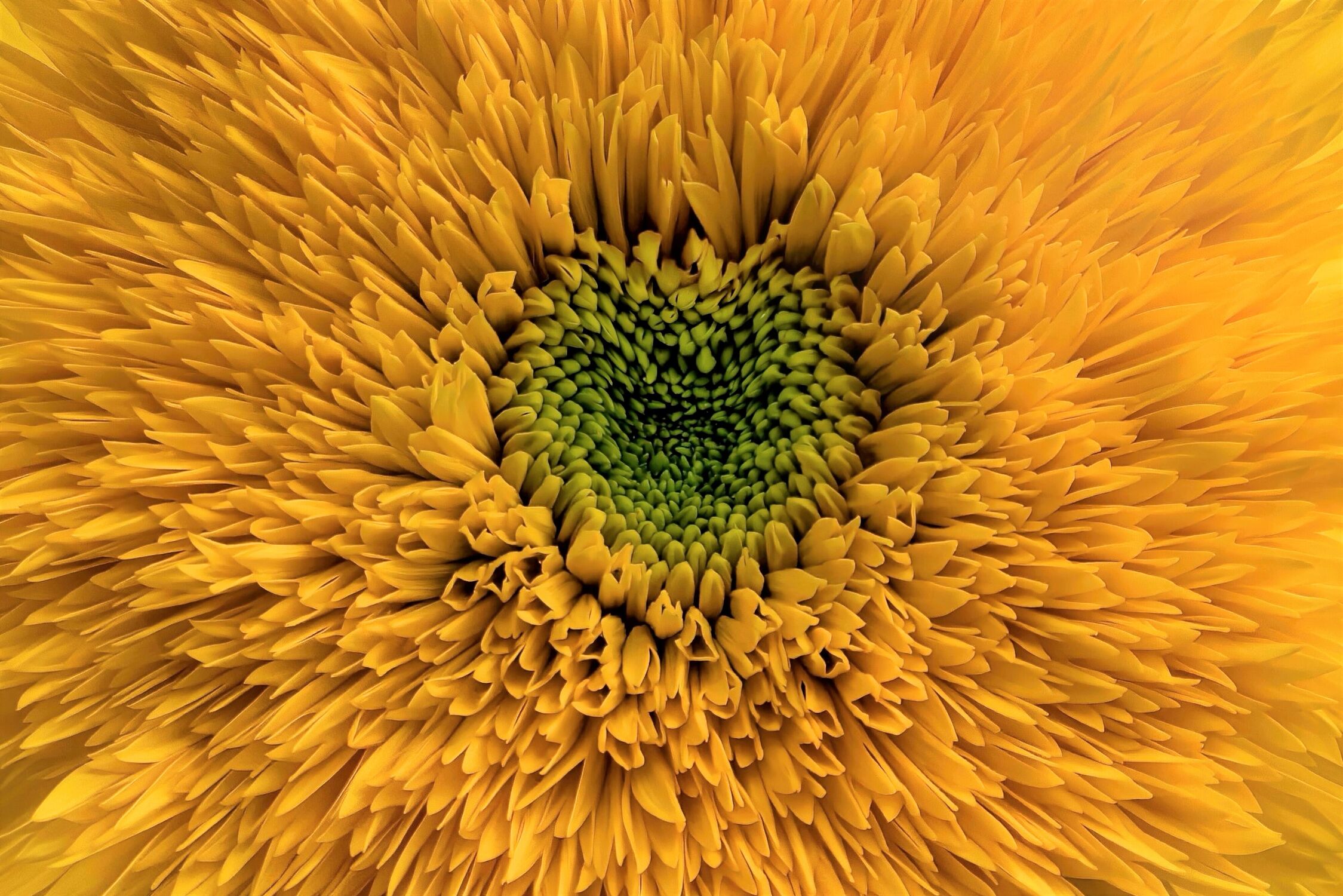 Bild mit Gelb, Natur, Sonnenblumen, Blume, Pflanze, Makro, Sonnenblume, Flora, blüte, Blütenblätter