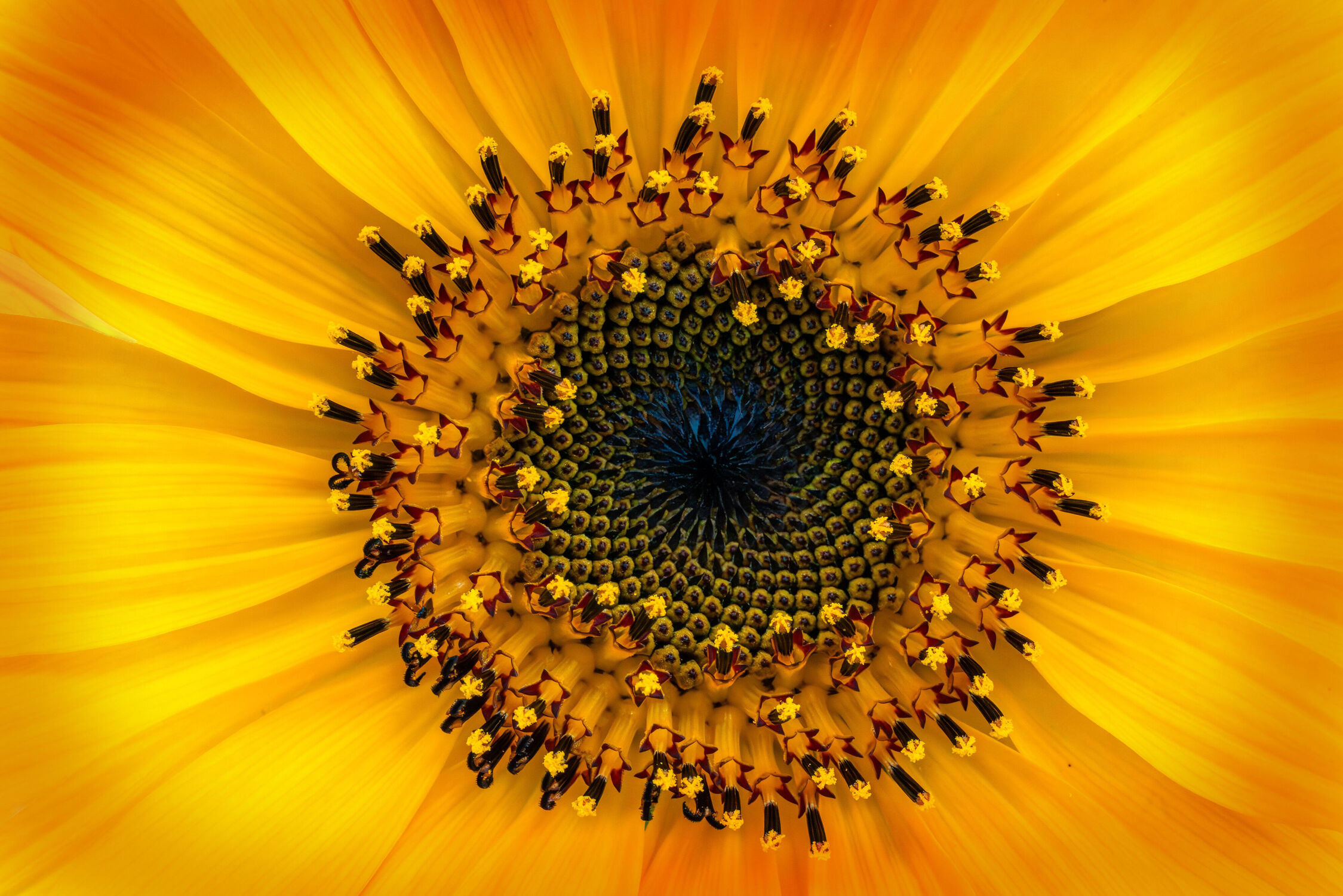 Bild mit Gelb, Makroaufnahme, Blume, Pflanze, Sonnenblume, Flora, blüte, nahaufnahme, Groß, Blütenkopf